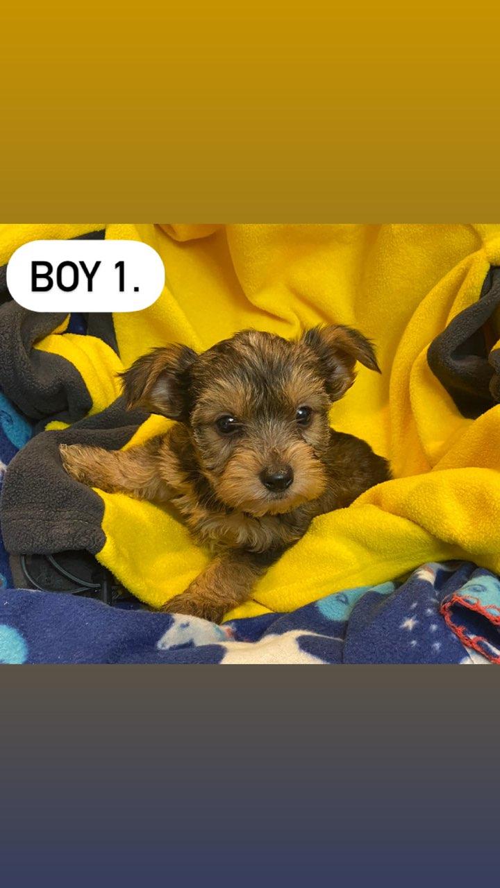 A small brown puppy is laying on a yellow blanket.