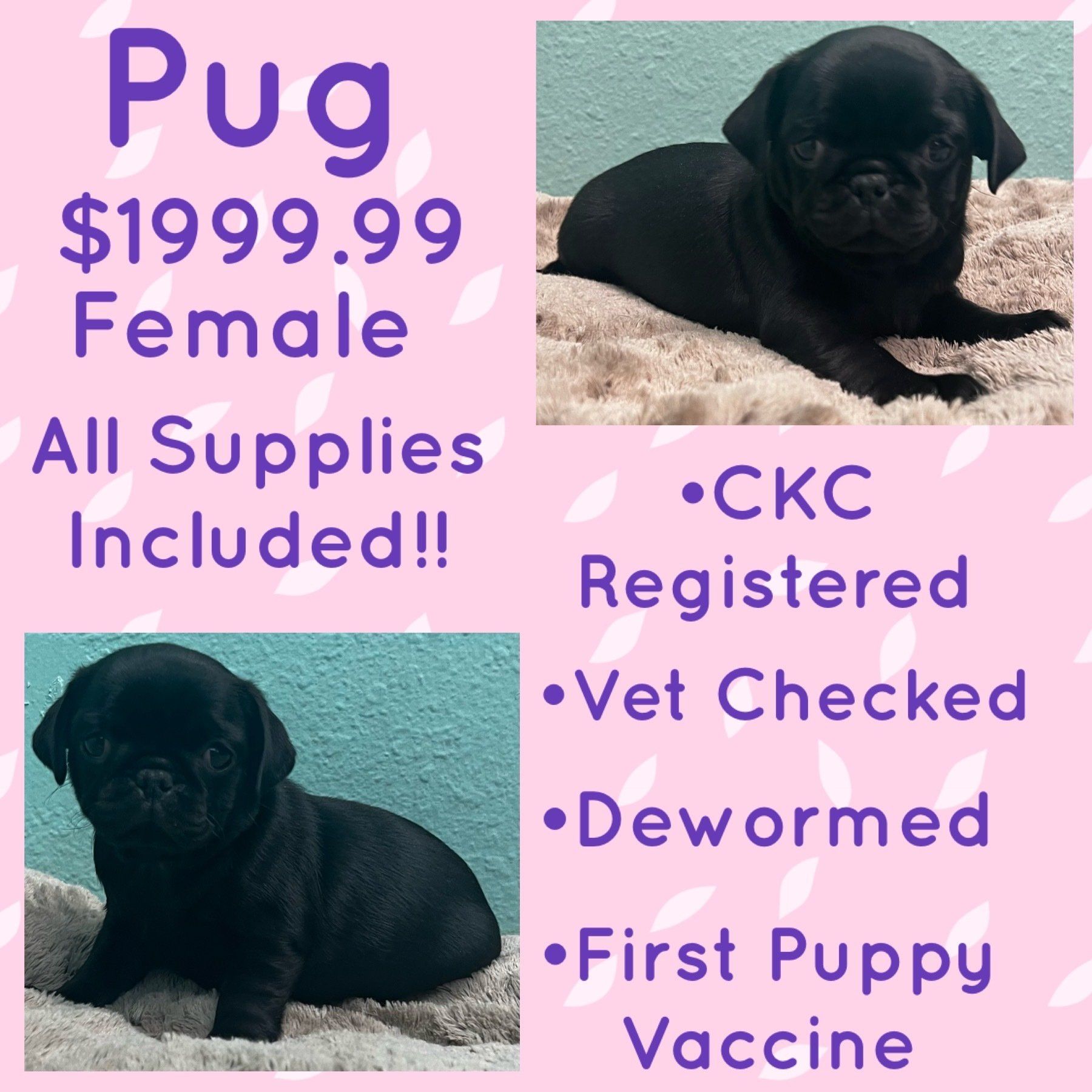 A black pug puppy is for sale for $ 199.99