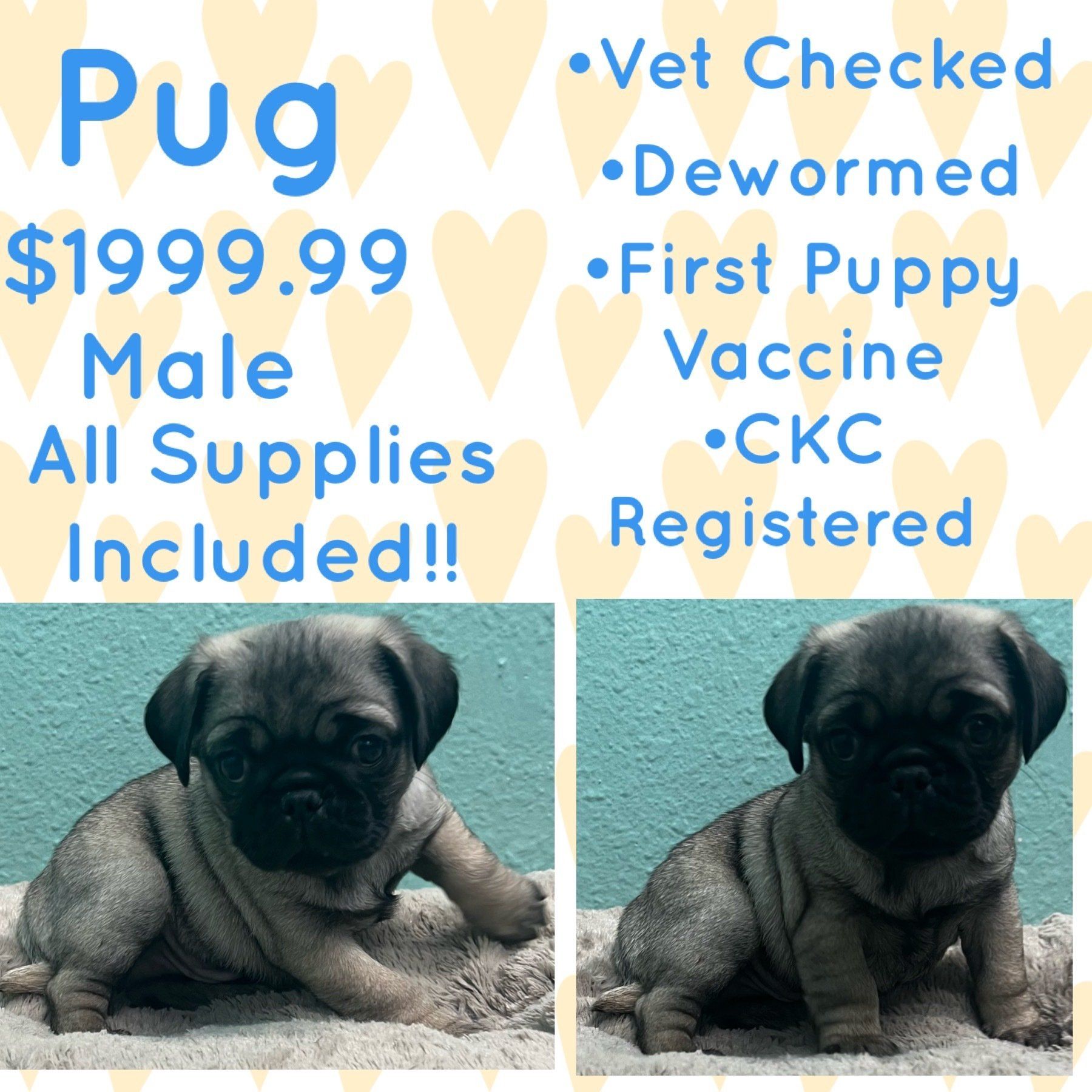 A pug puppy is for sale for $ 199.99