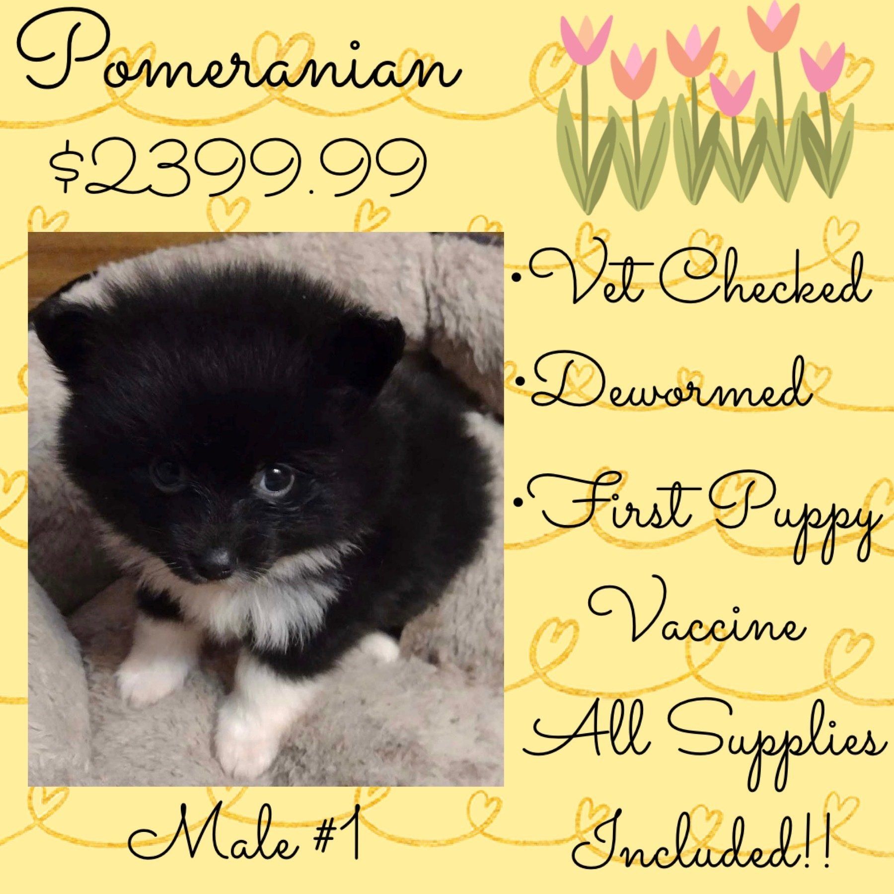 A pomeranian puppy for sale for $ 239.99