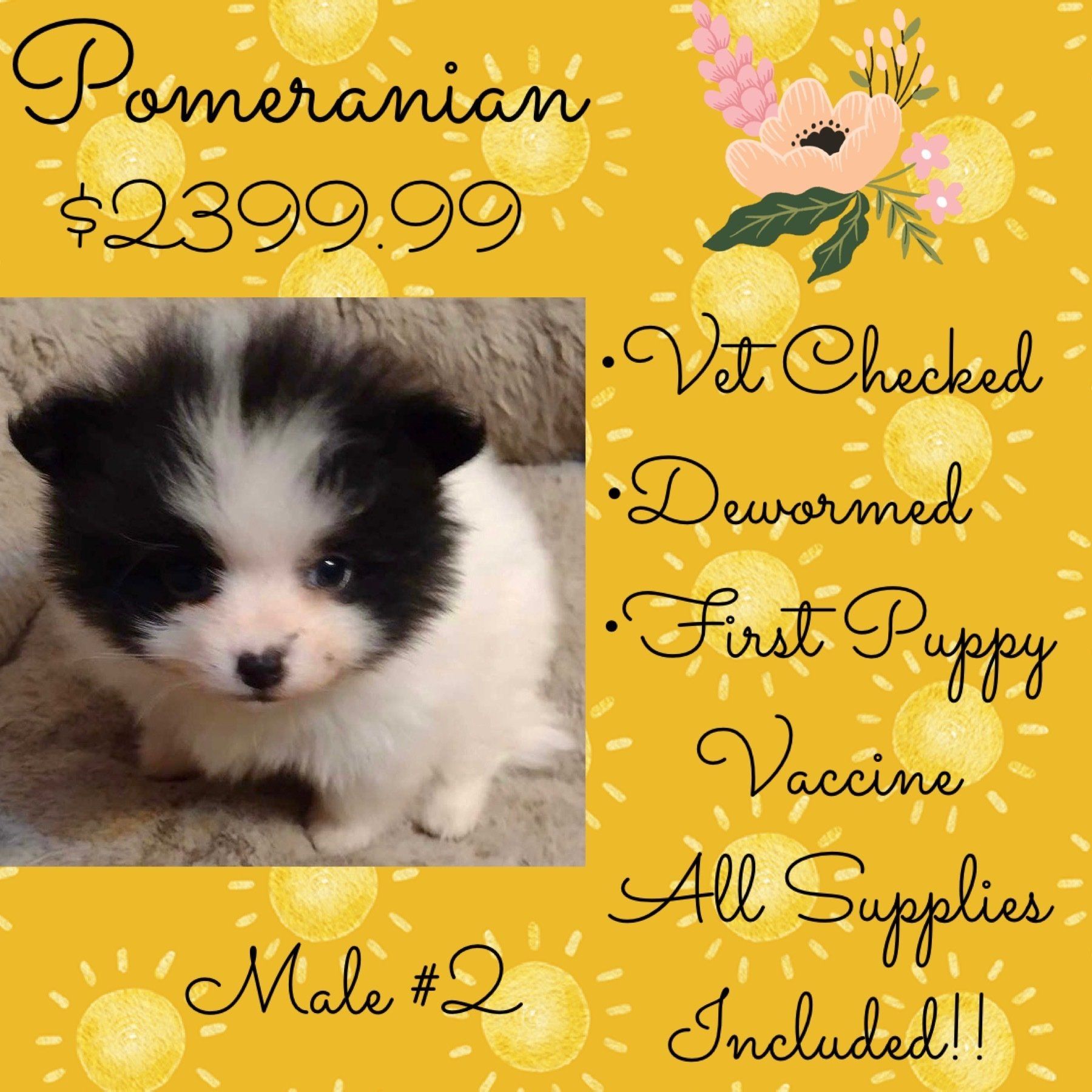 A pomeranian puppy for sale for $ 2399.99