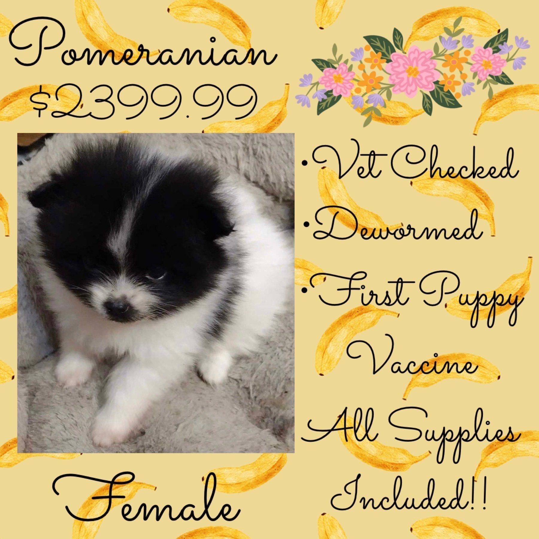 A pomeranian puppy is for sale for $ 239.99