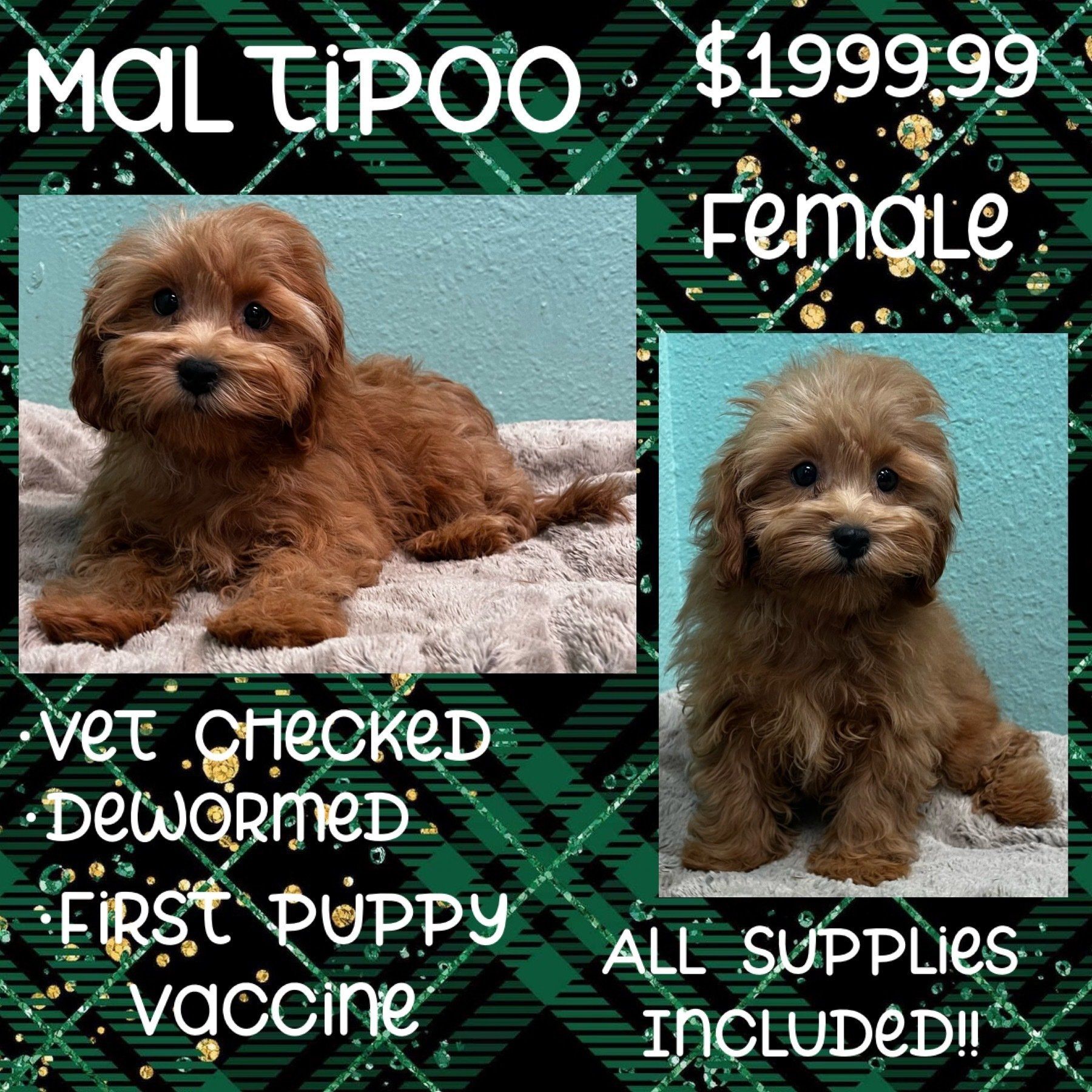 A picture of a puppy that is for sale for $ 199.99