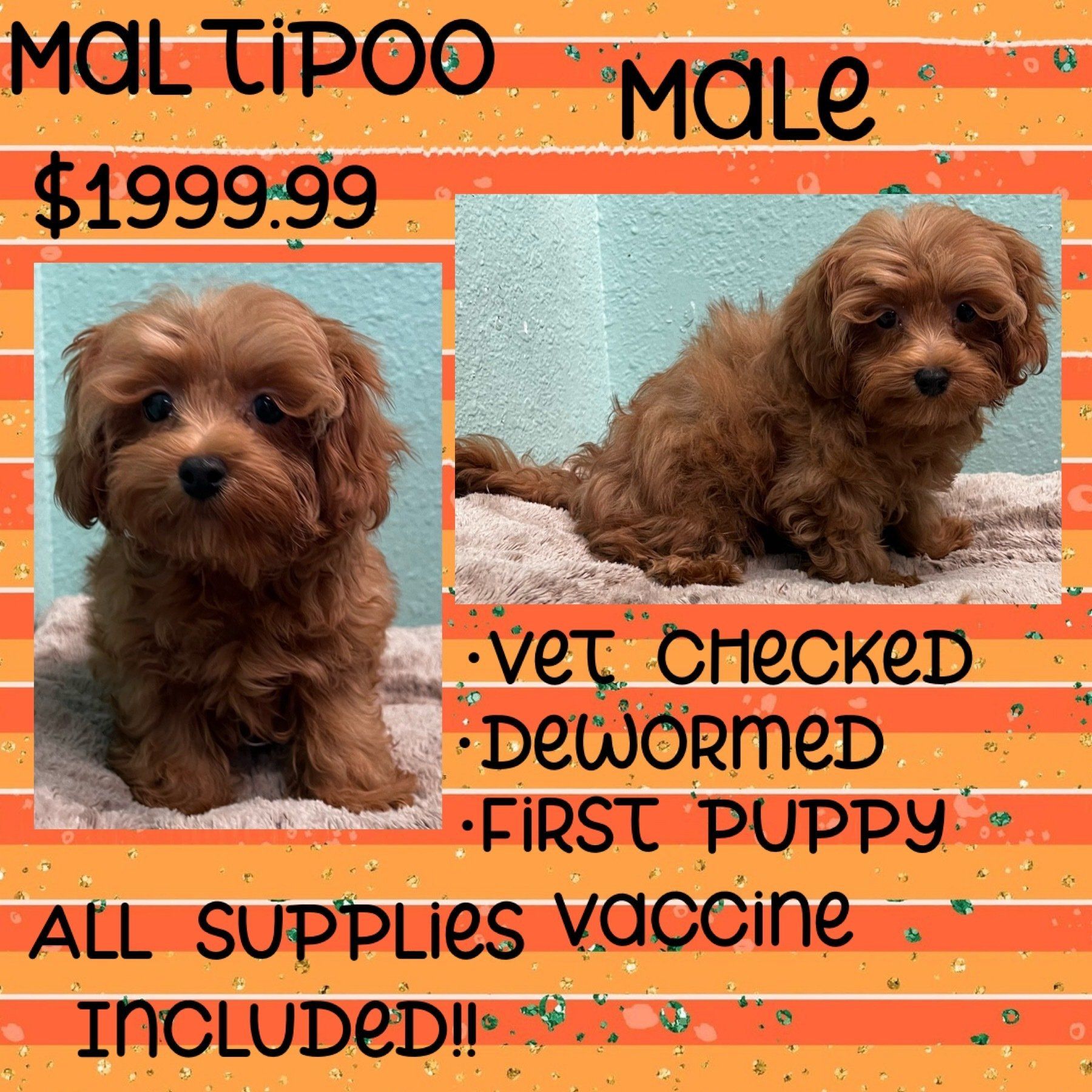 A picture of a male maltipoo puppy for sale
