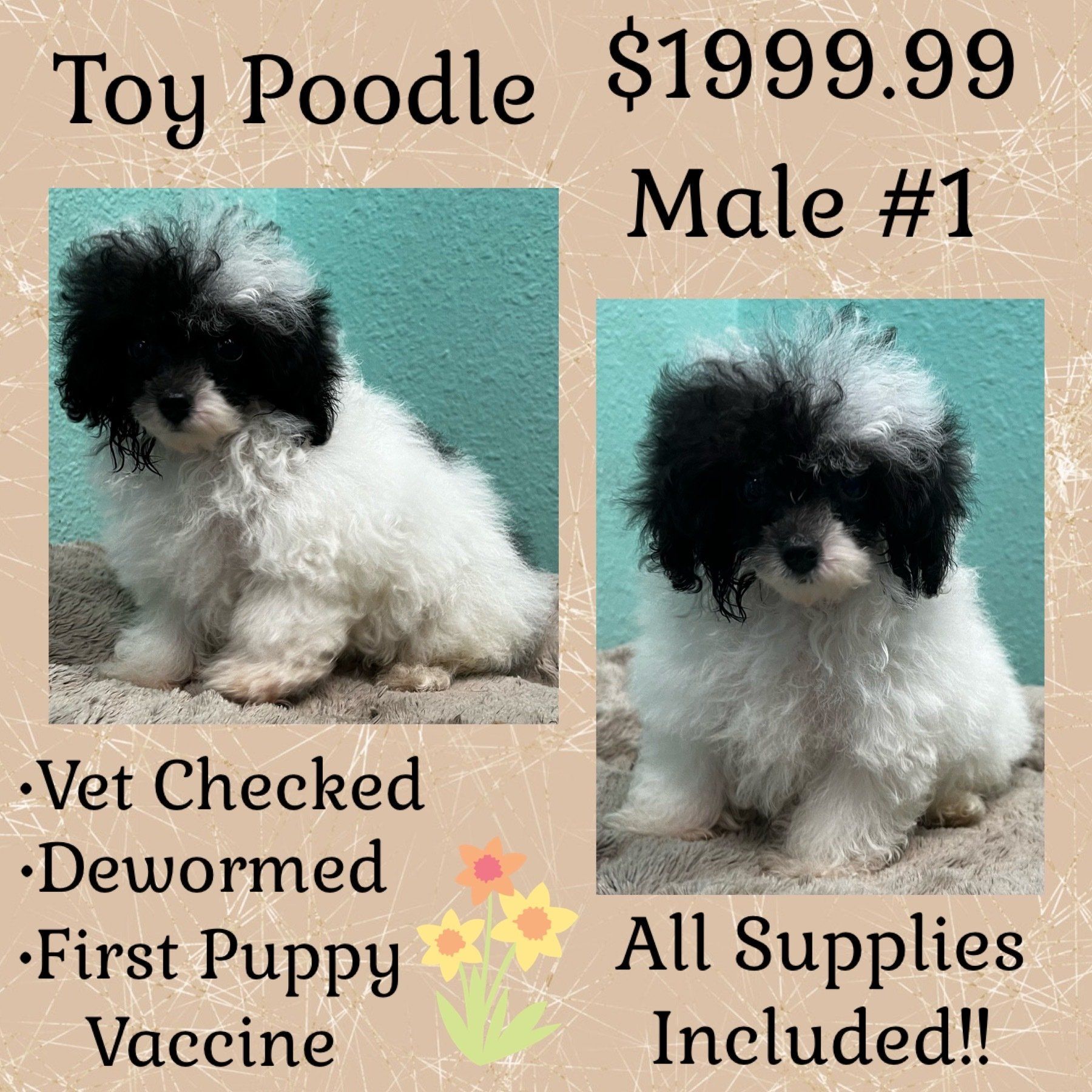 A toy poodle puppy is for sale for $199.99