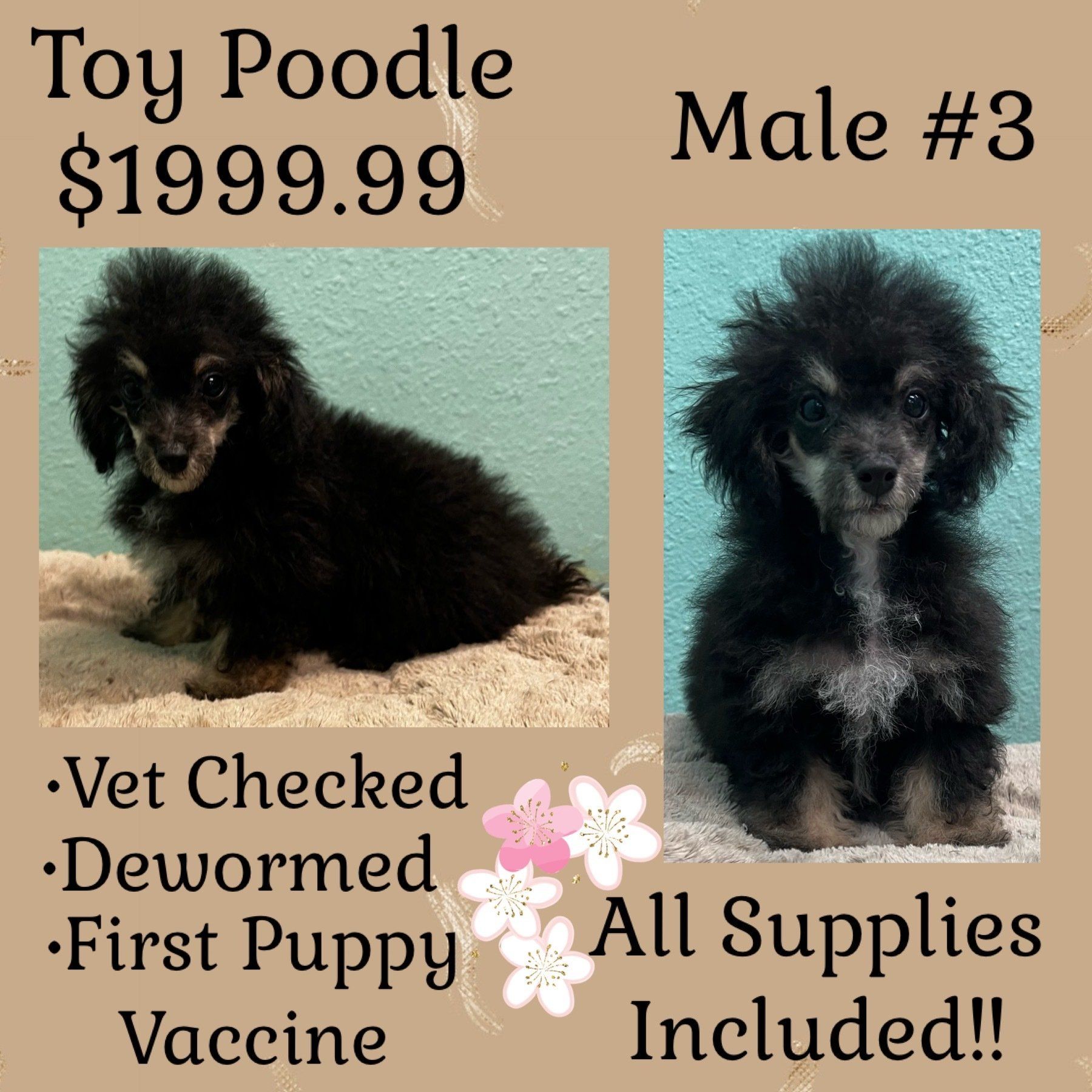 A picture of a toy poodle puppy and a picture of a male poodle puppy