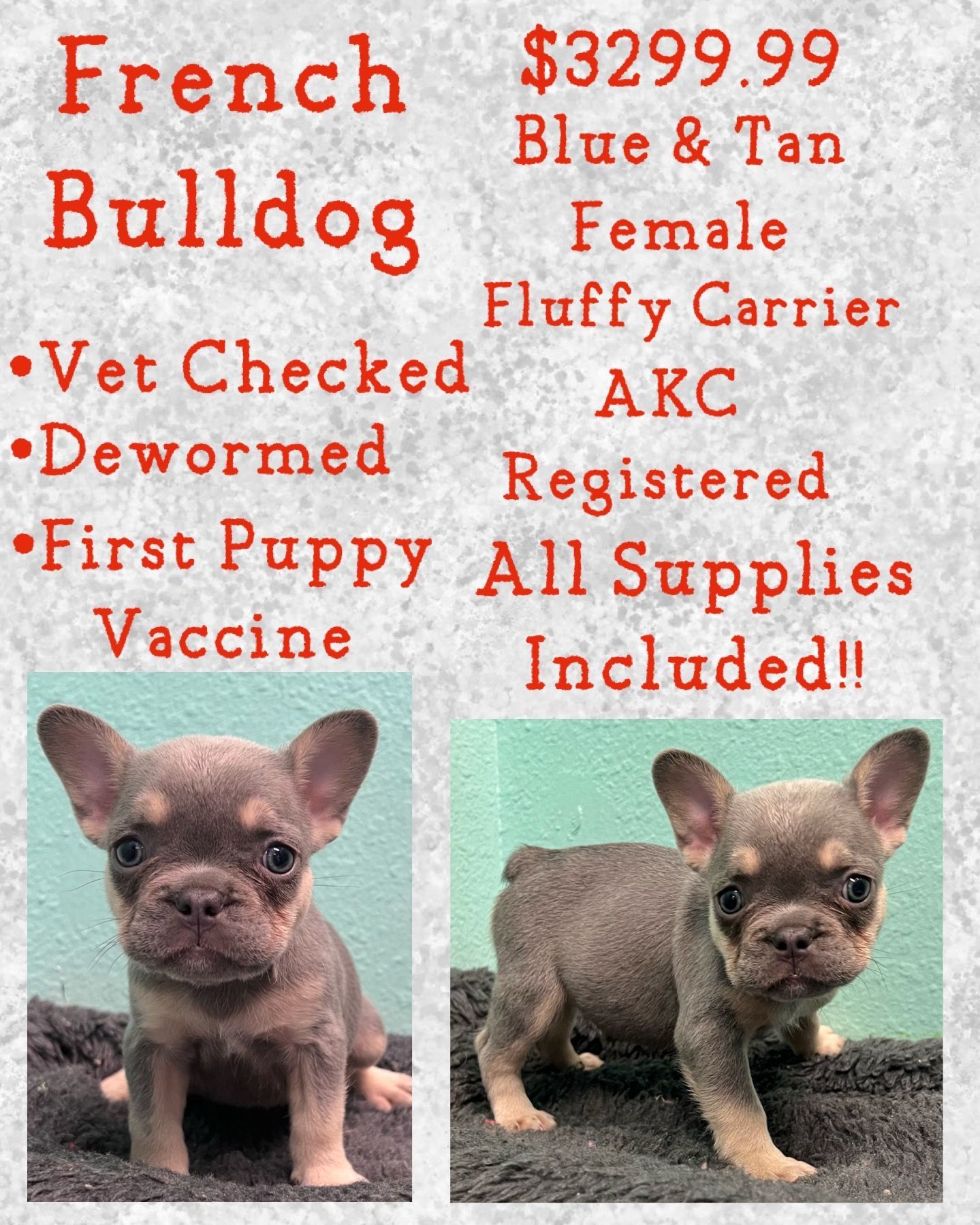 A french bulldog puppy is for sale for $ 329.99