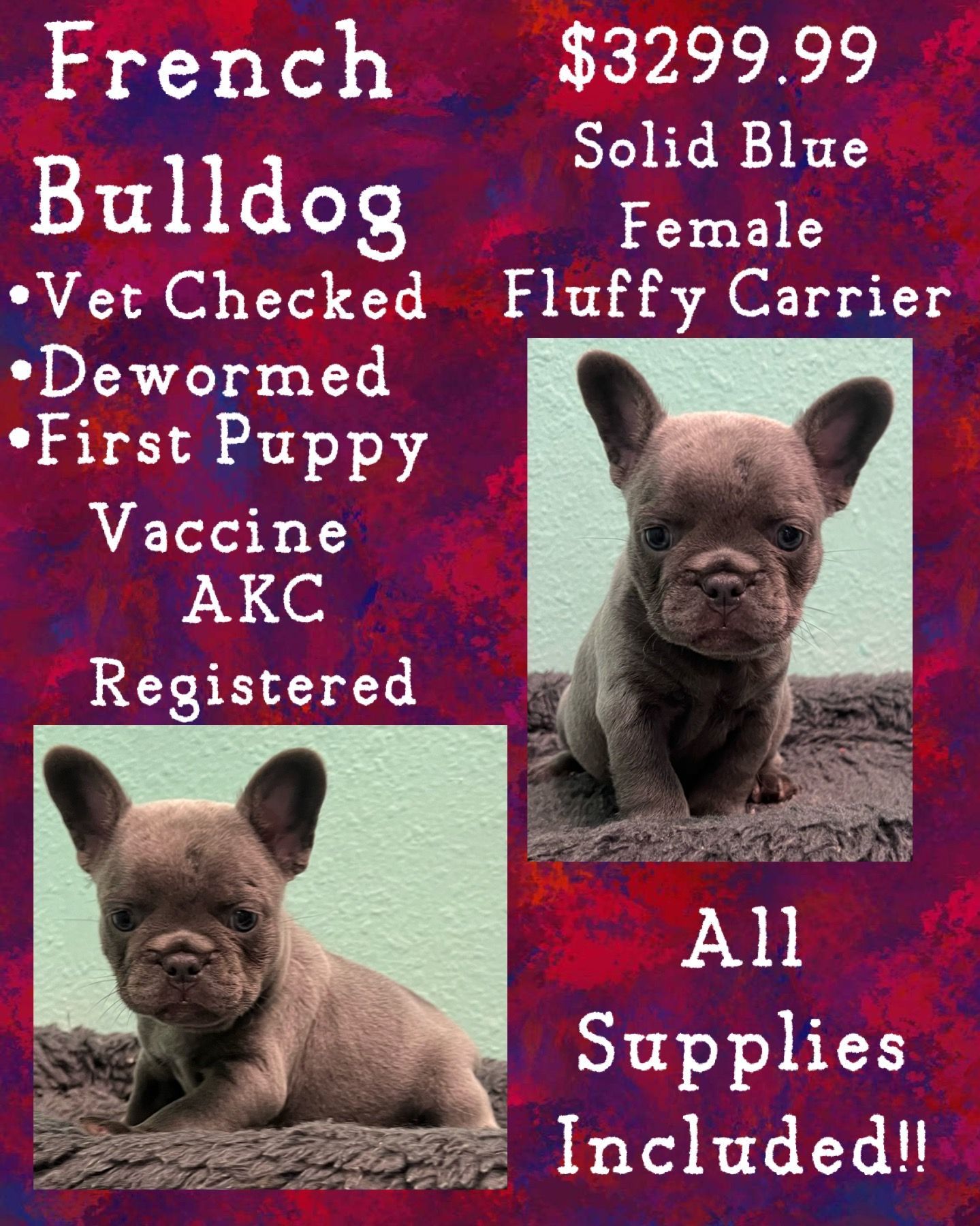 A french bulldog puppy is available for $ 329.99