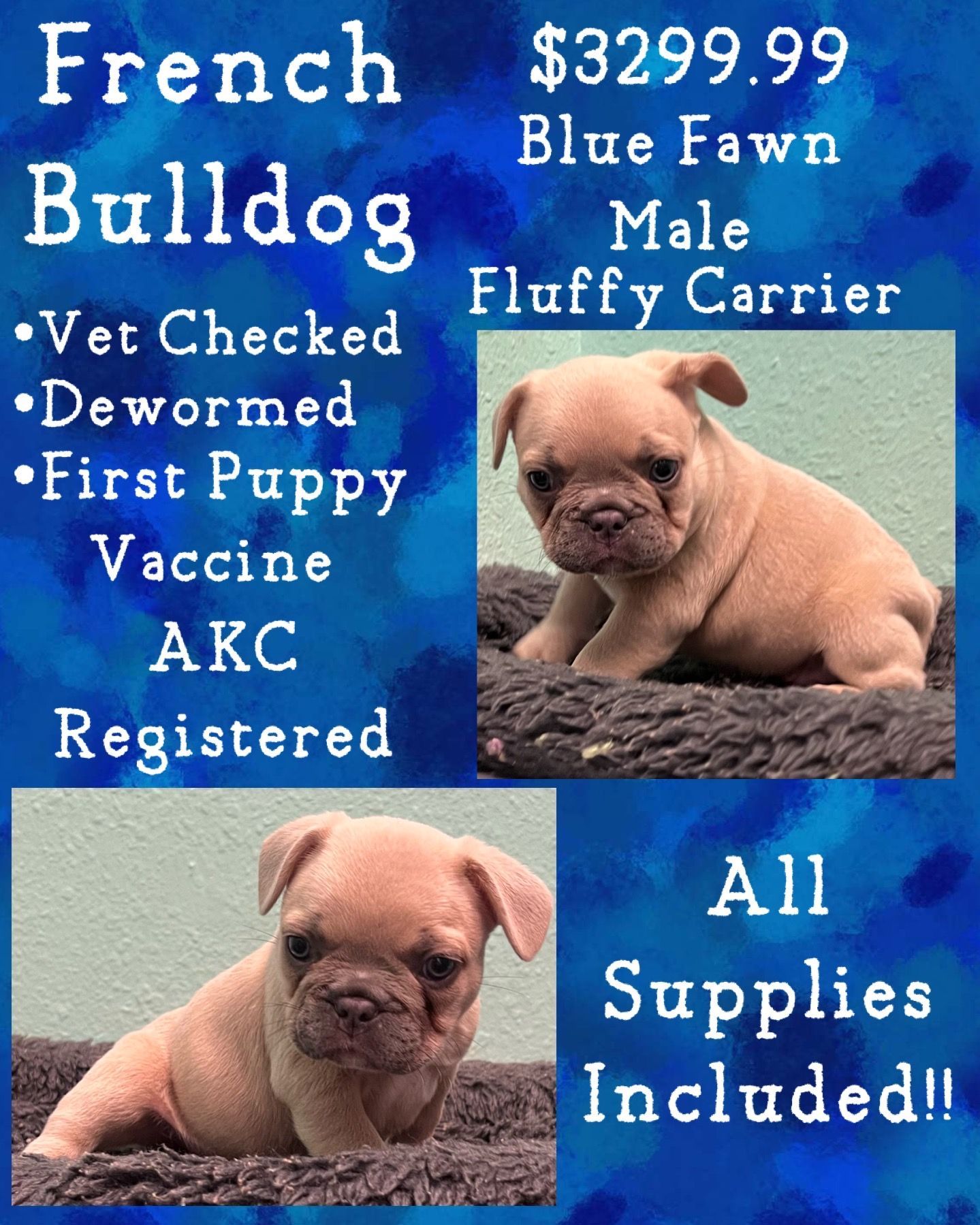 A poster for a french bulldog puppy for $ 329.99