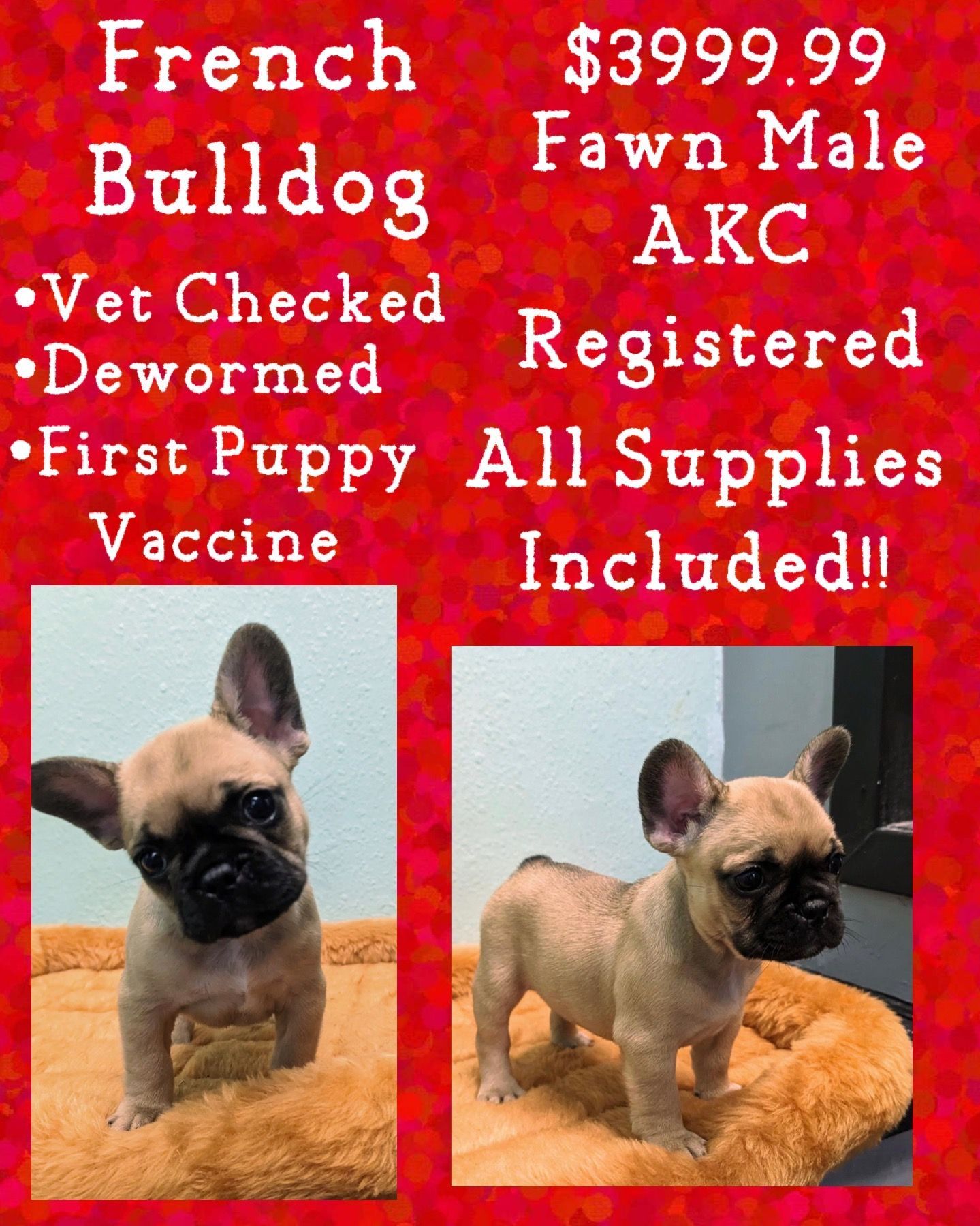 A french bulldog puppy is for sale for $ 399.99