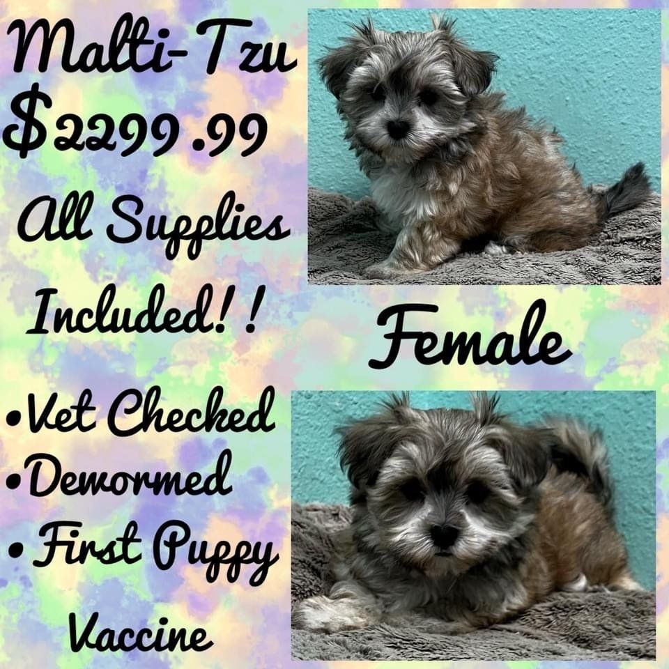 A male and female puppy for sale for $ 299.99