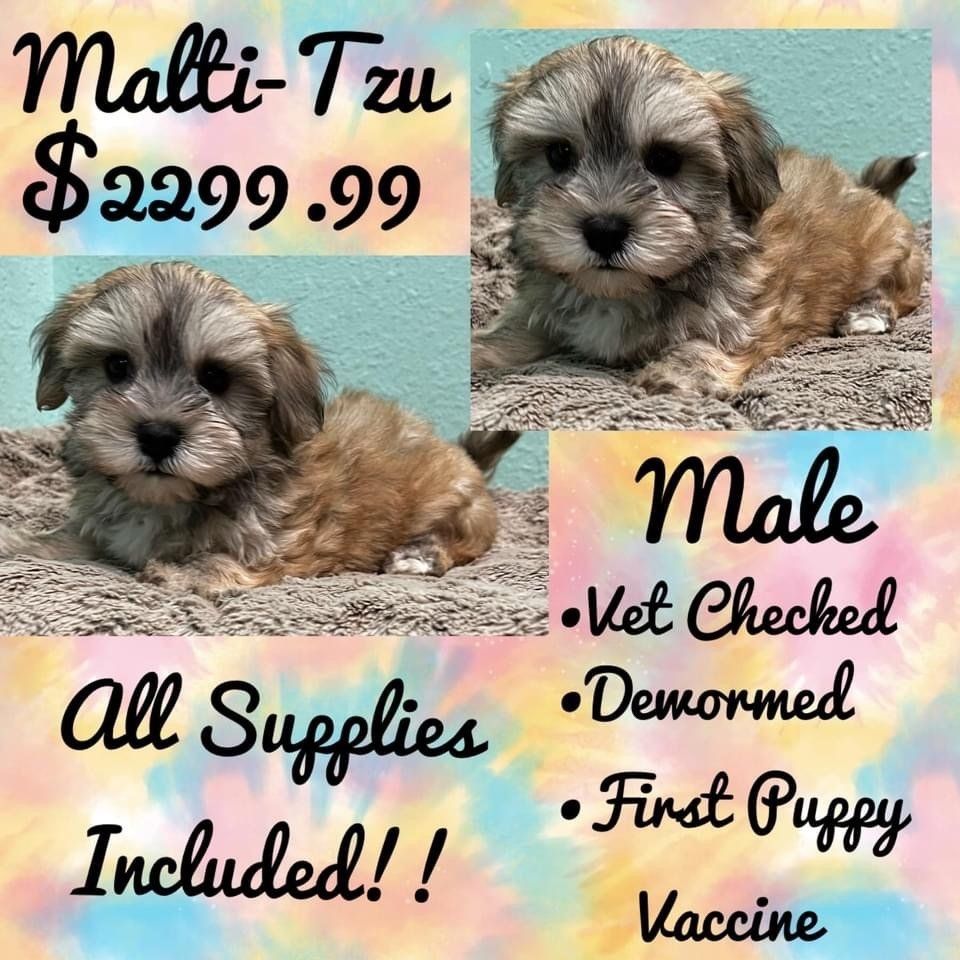 A puppy is for sale for $ 299.99 with all supplies included.