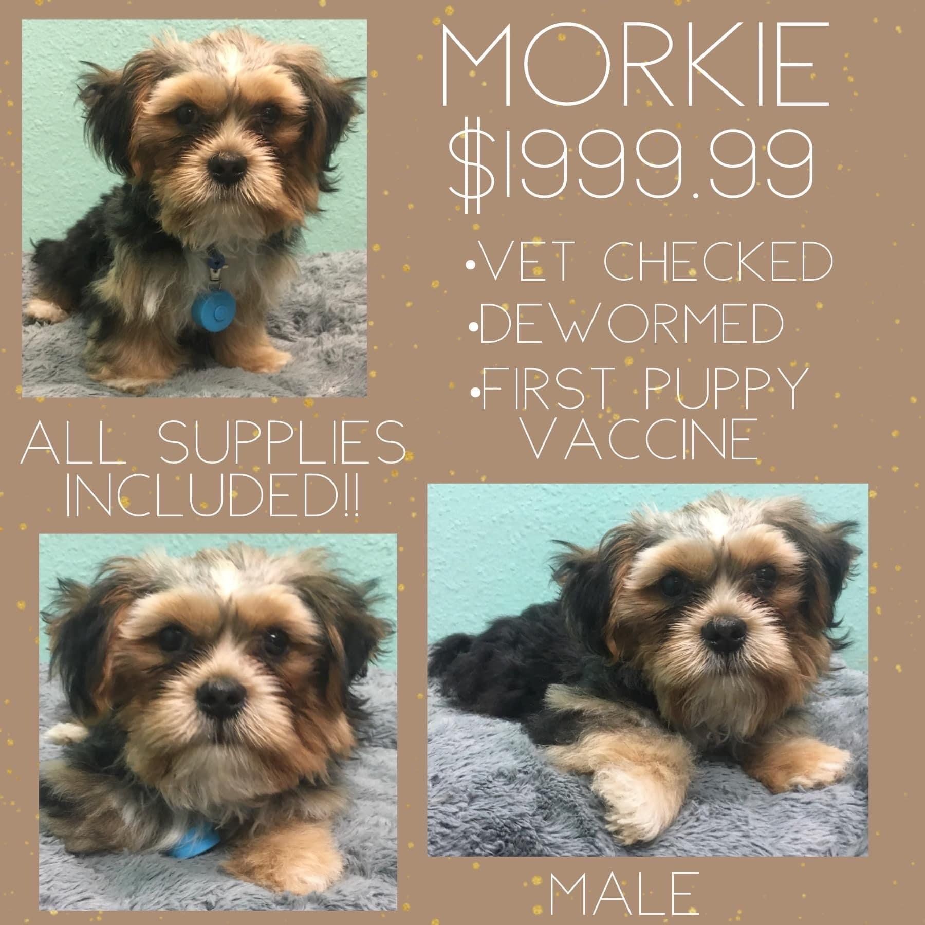 A picture of a puppy for sale for $ 199.99