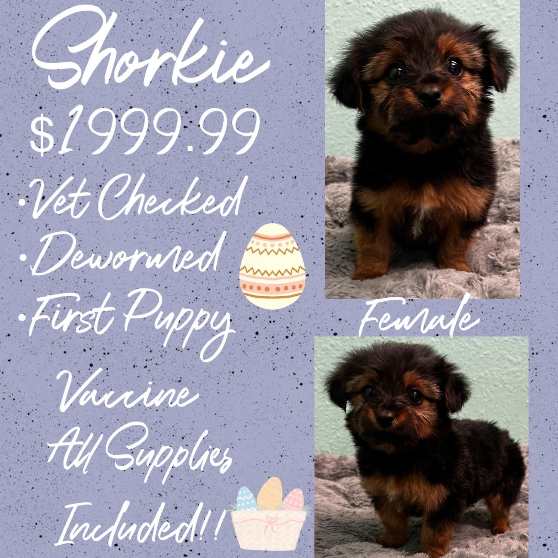 A picture of a puppy that is for sale for $ 199.99