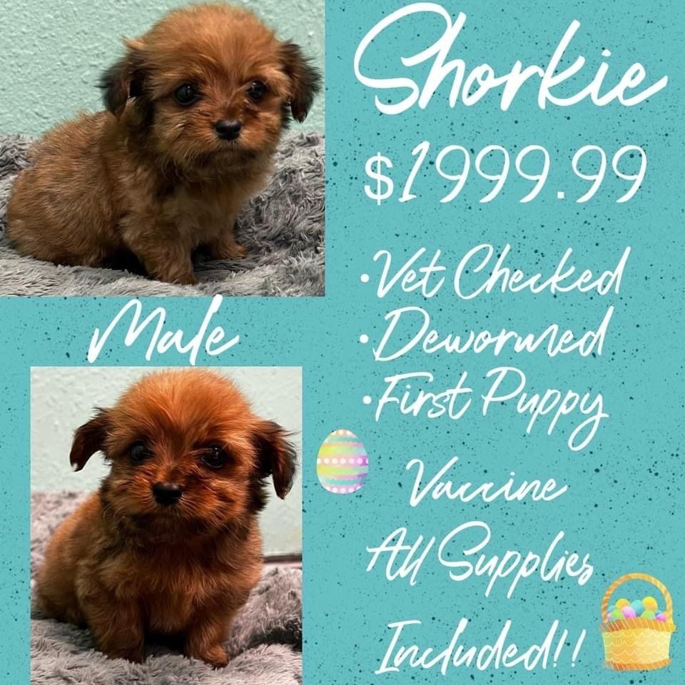 A picture of a male and female shih tzu puppy for sale