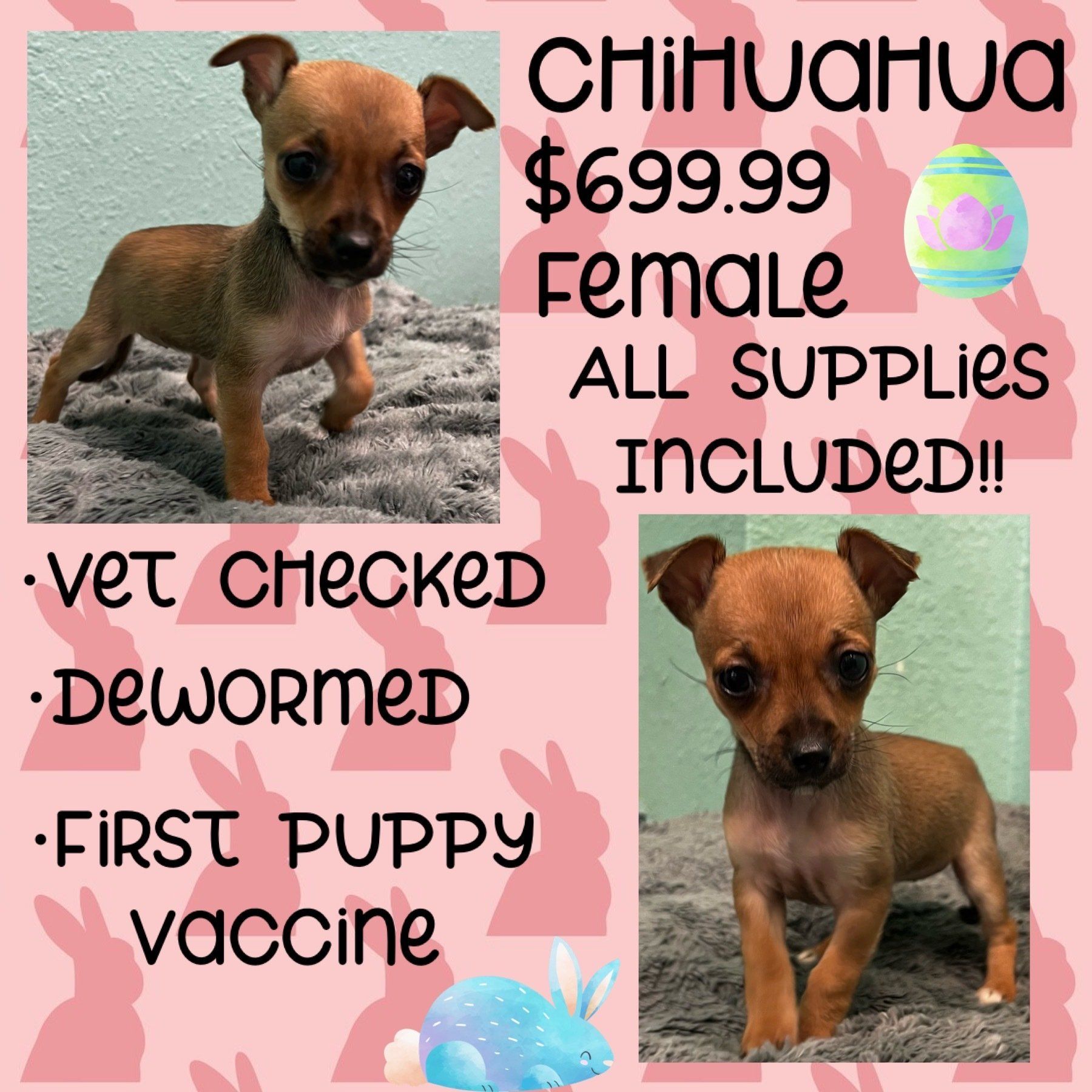 A chihuahua puppy is being sold for $ 699.99