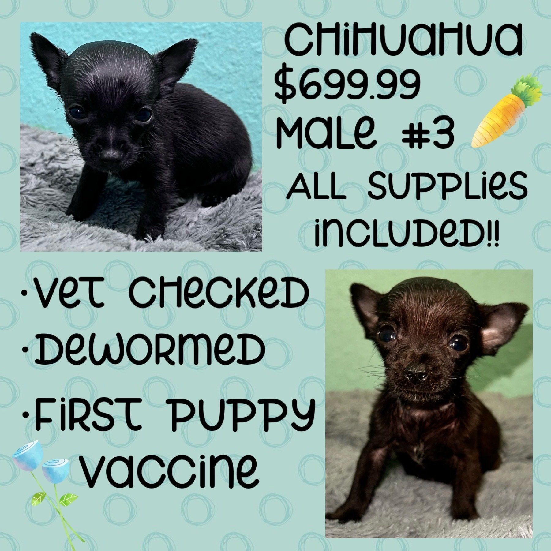 A chihuahua puppy is for sale for $ 699.99