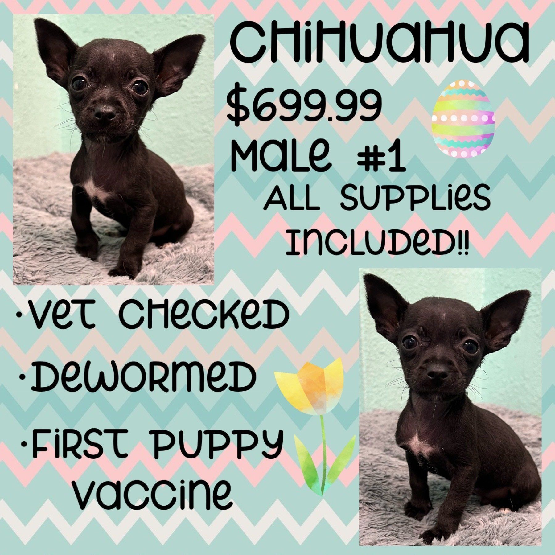 A chihuahua puppy is being advertised for $ 699.99