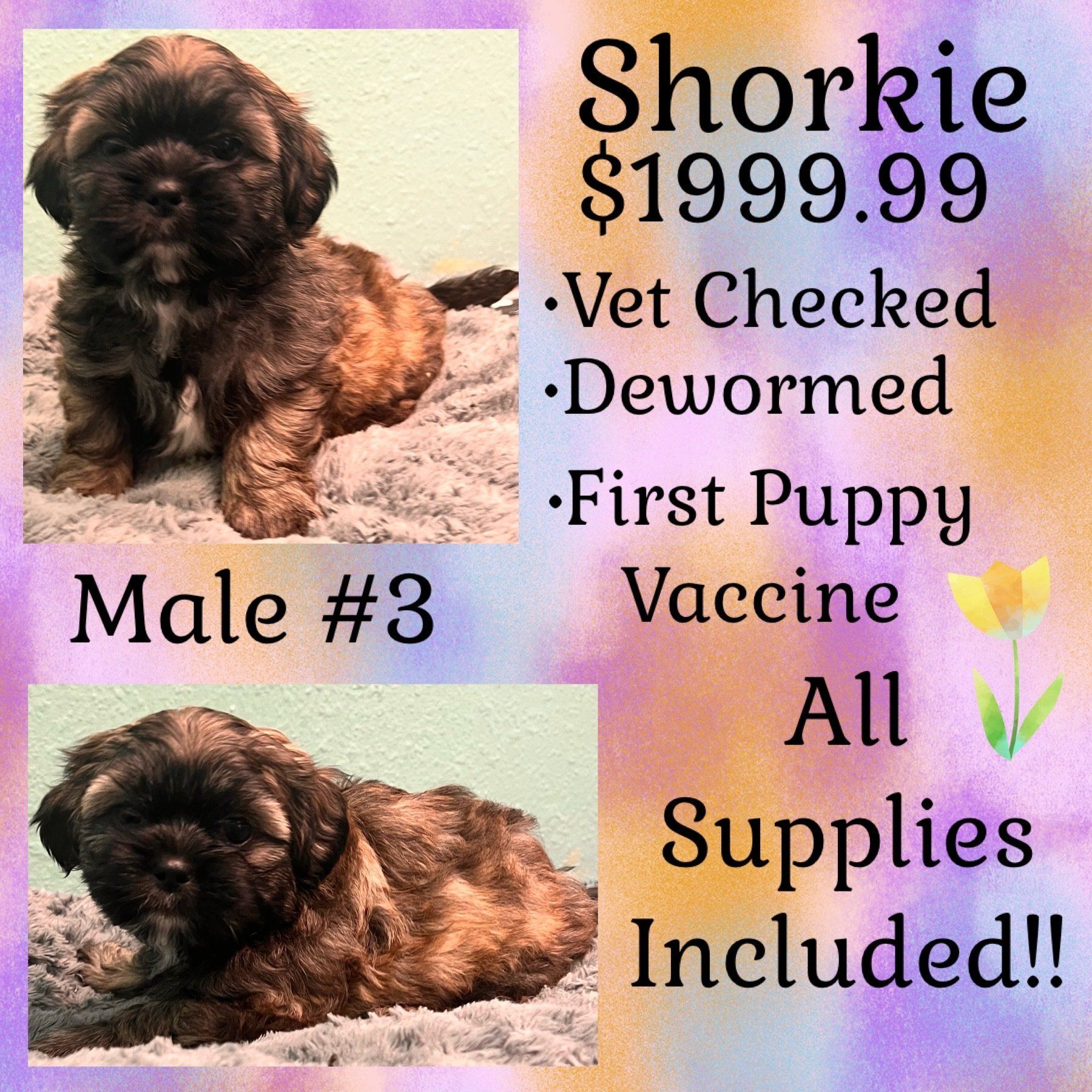 A poster for a shih tzu puppy for sale
