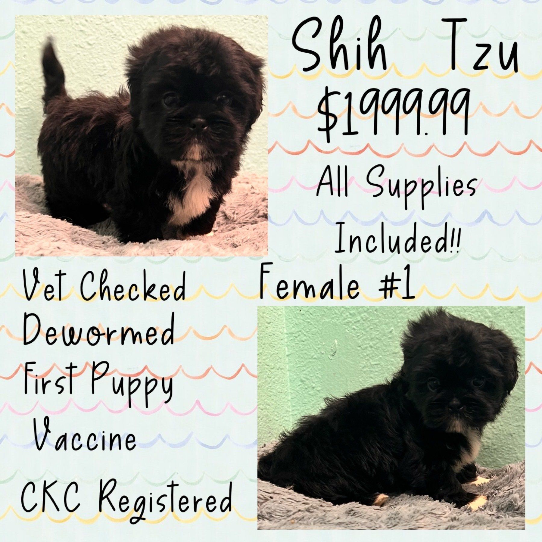 A picture of a shih tzu puppy for sale