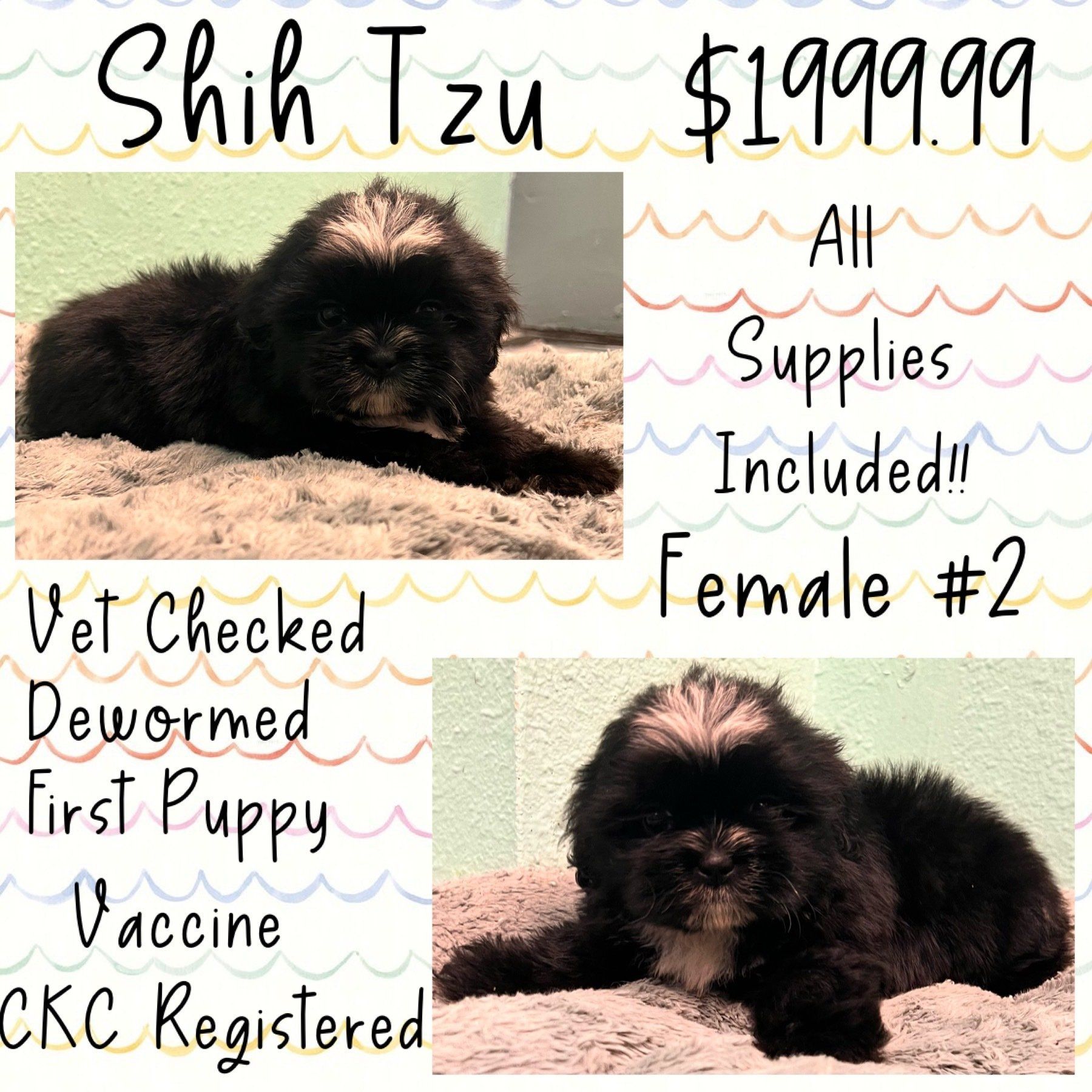 A shih tzu puppy is for sale for $ 199.99