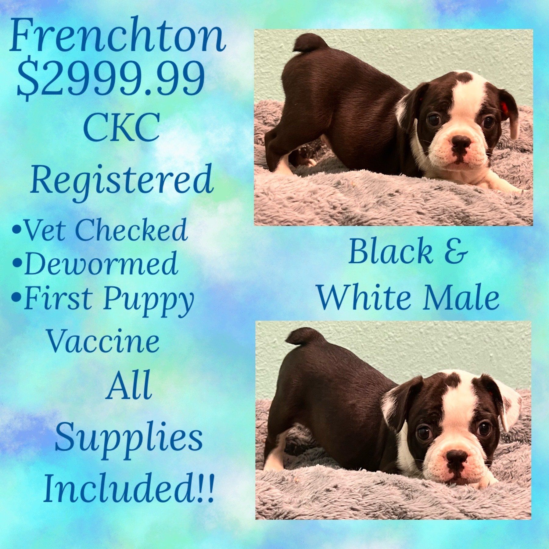 A black and white puppy is laying on a blanket.