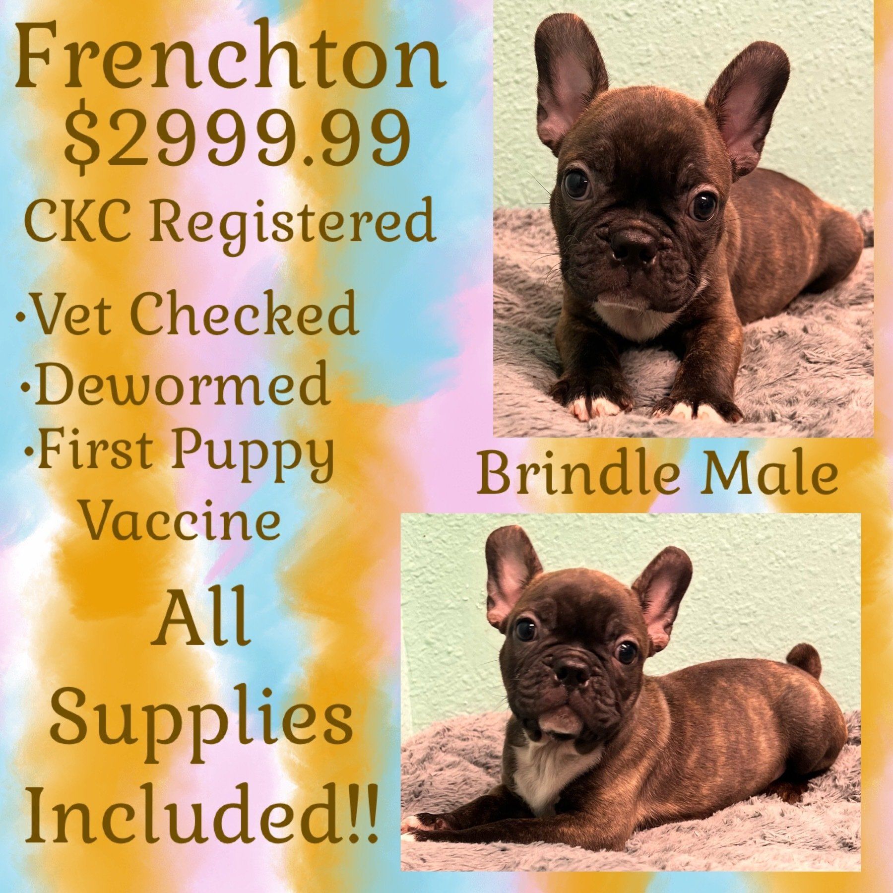 A french bulldog puppy is for sale for $ 299.99