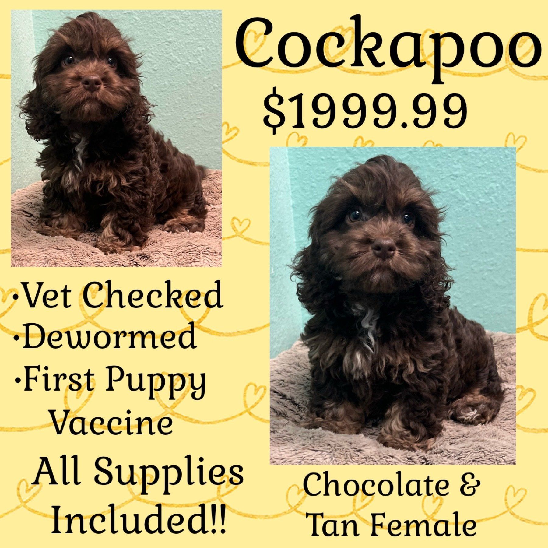 A cockapoo puppy for sale for $ 199.99