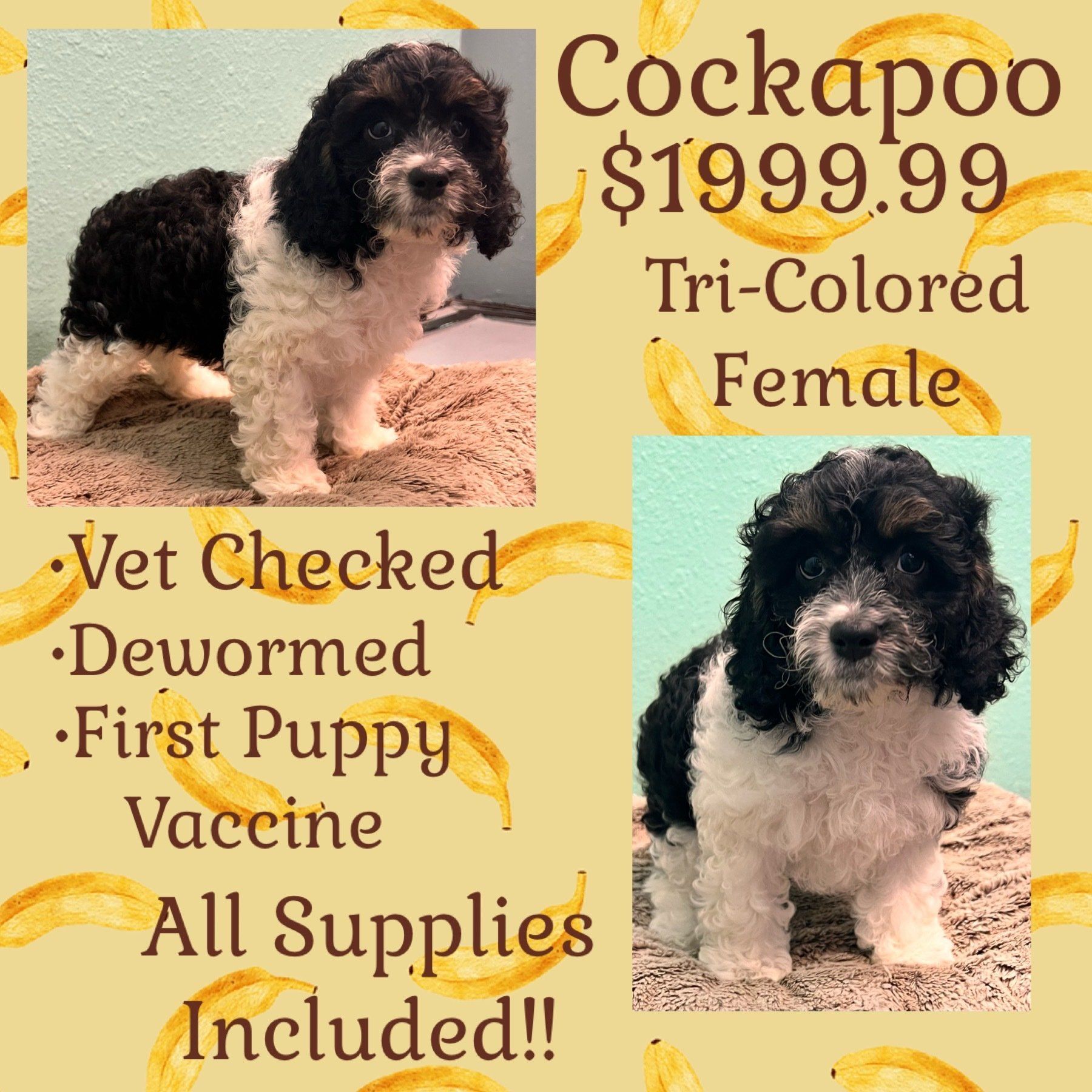 A cockapoo puppy is for sale for $199.99