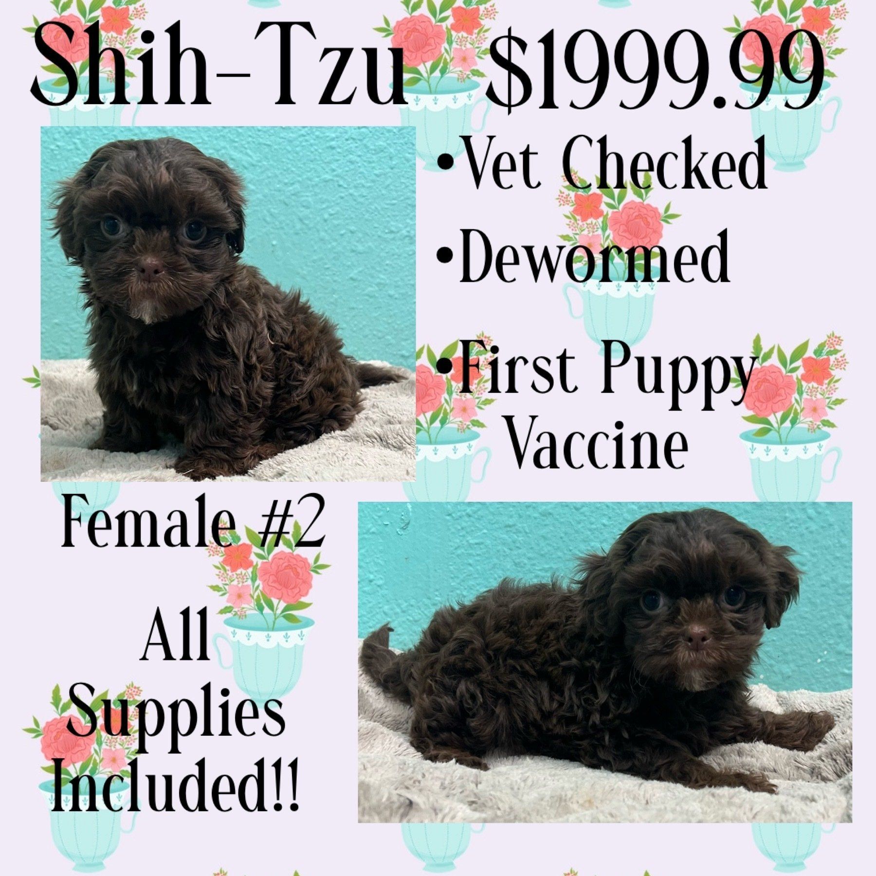 A shih tzu puppy is for sale for $ 199.99