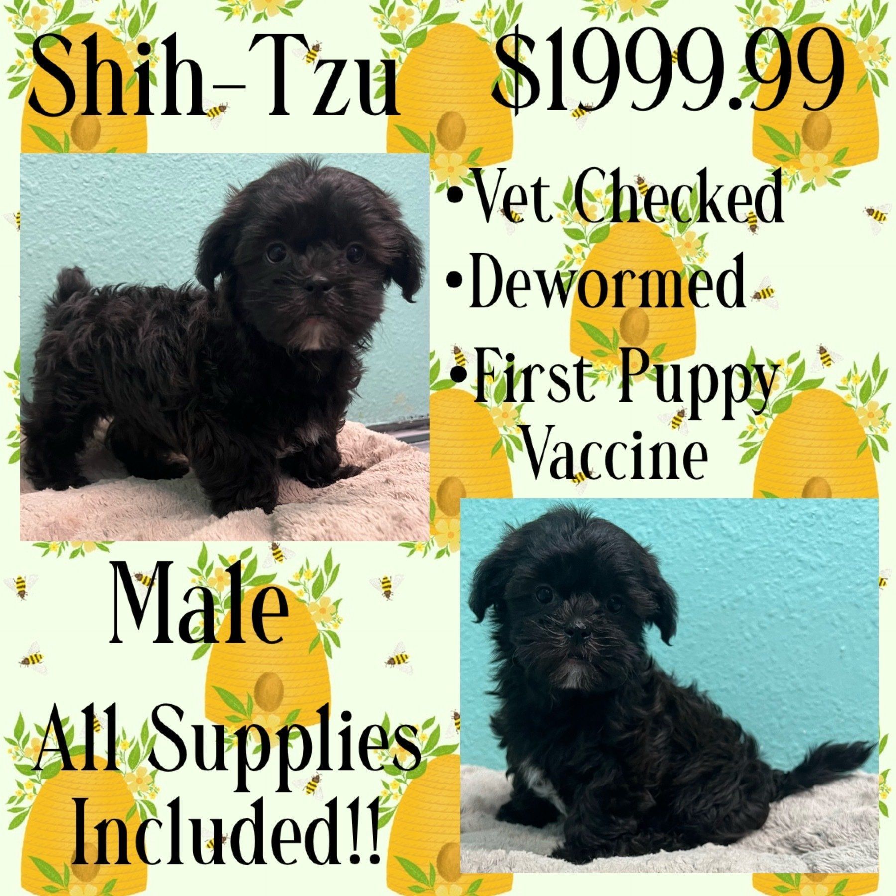 A shih tzu puppy is for sale for $ 199.99