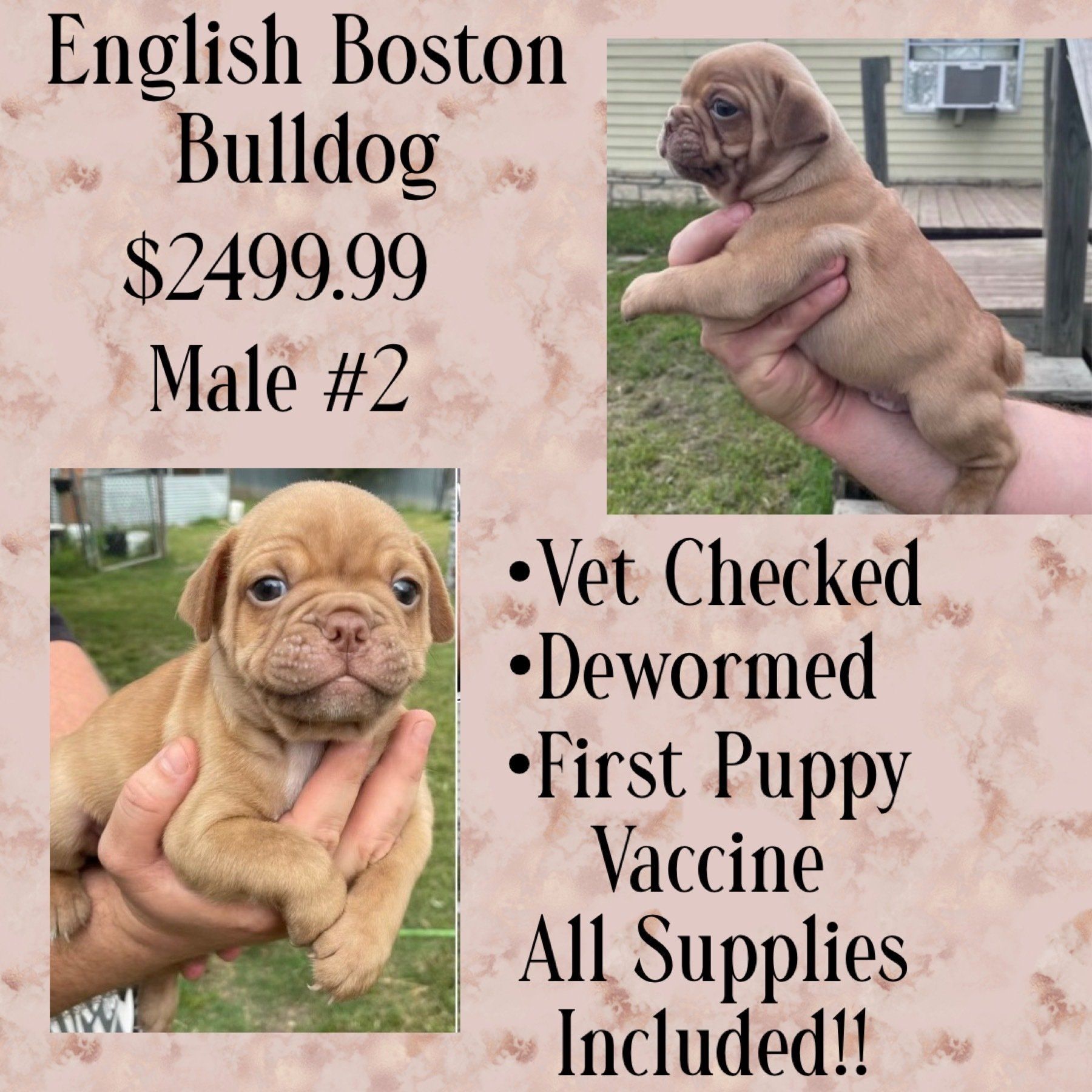 A person is holding an english boston bulldog puppy