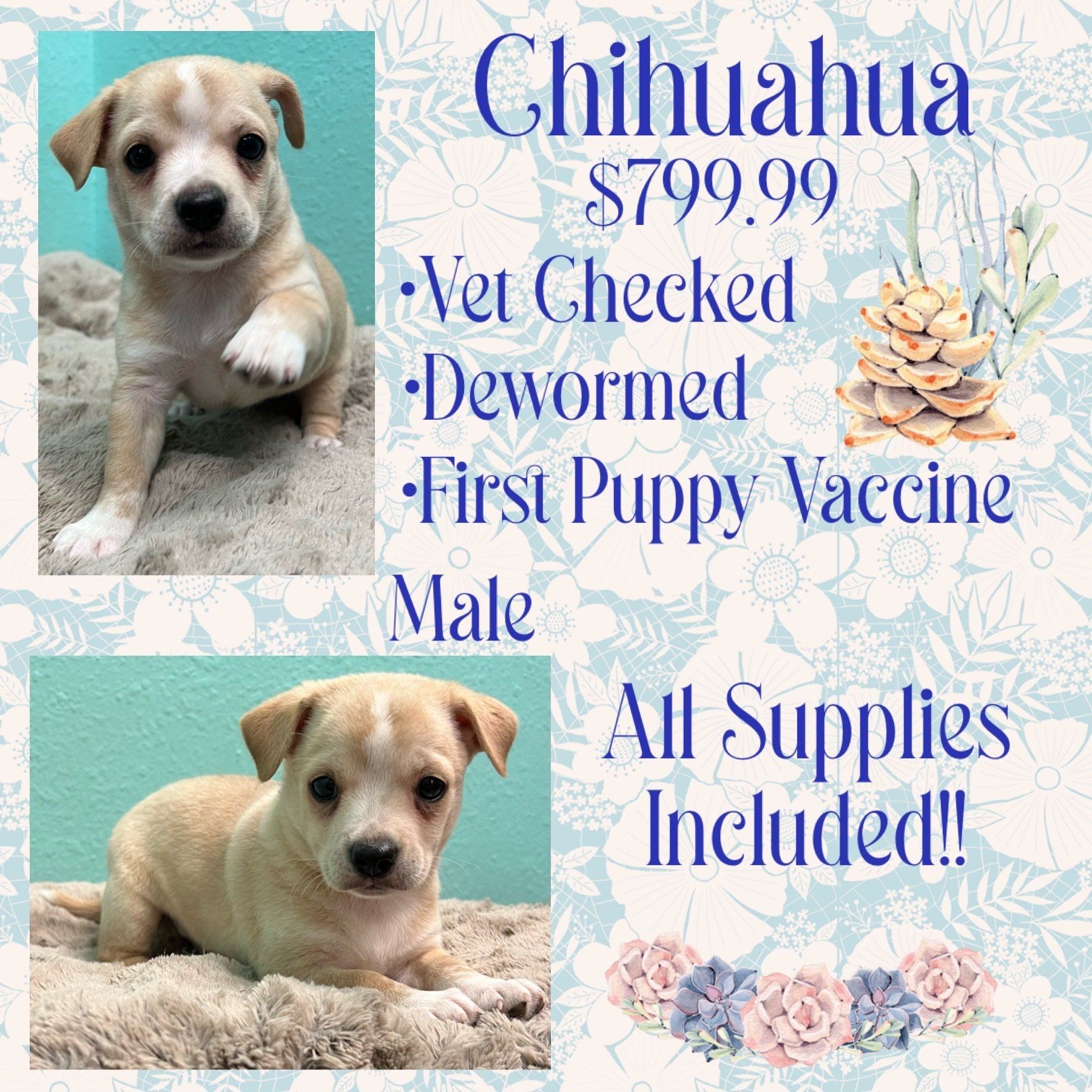 A chihuahua puppy is for sale for $ 799.99