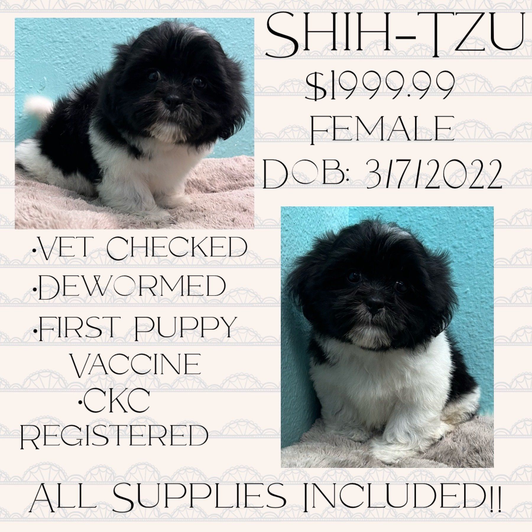A black and white shih tzu puppy is for sale.