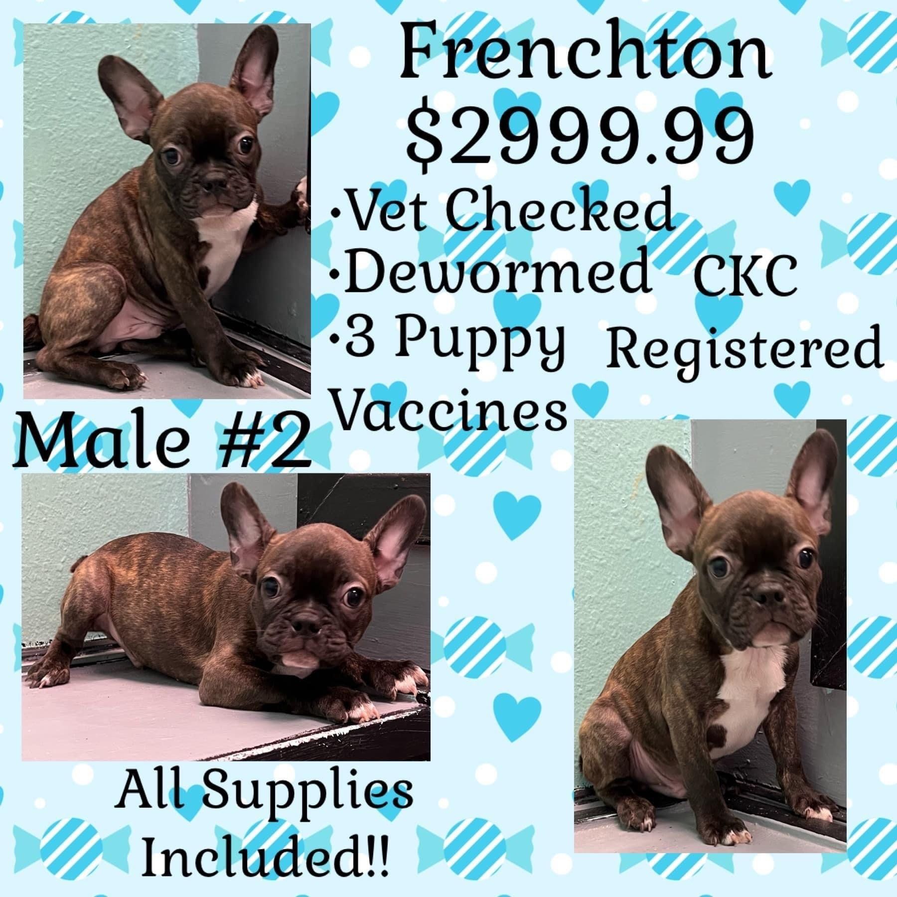 A french bulldog puppy for sale for $ 299.99