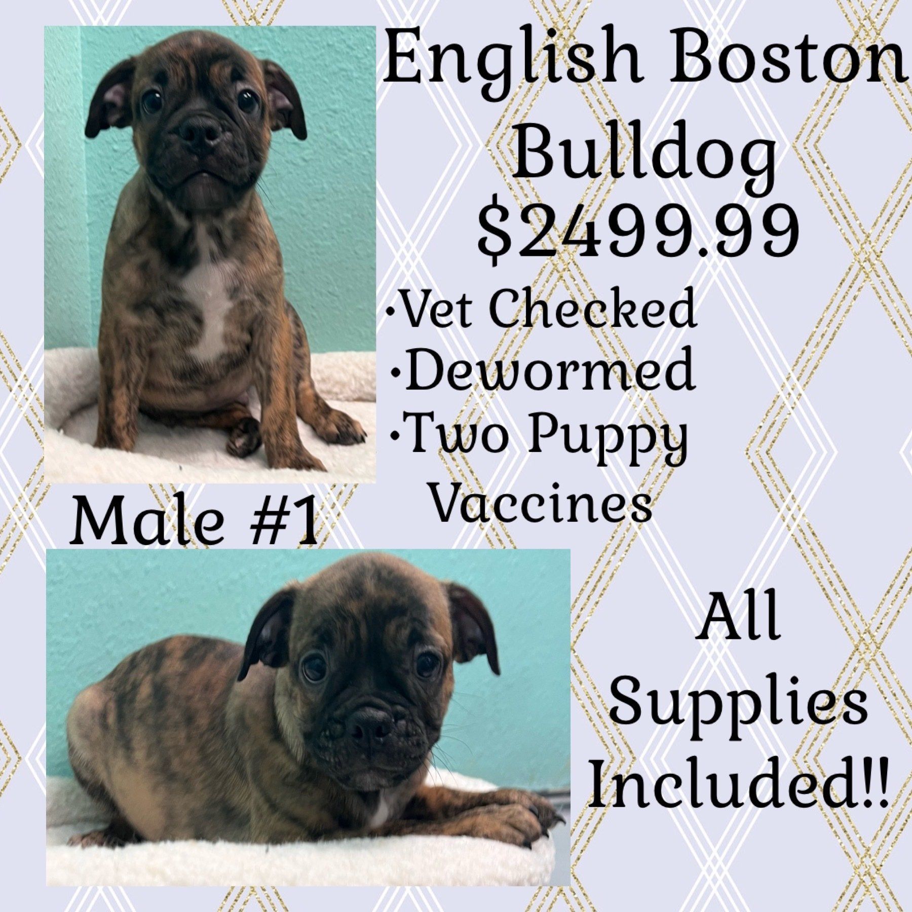 An ad for an english boston bulldog puppy