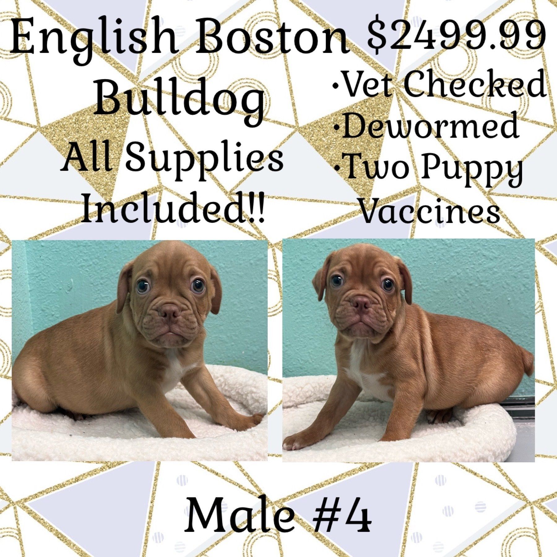 Two brown puppies are sitting next to each other on a bed ..