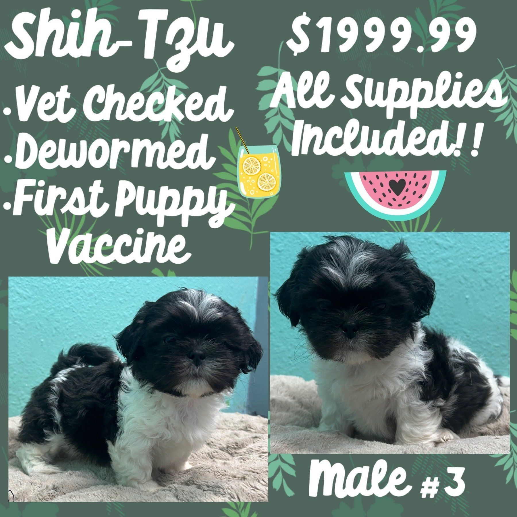 A shih tzu puppy is for sale for $ 199.99