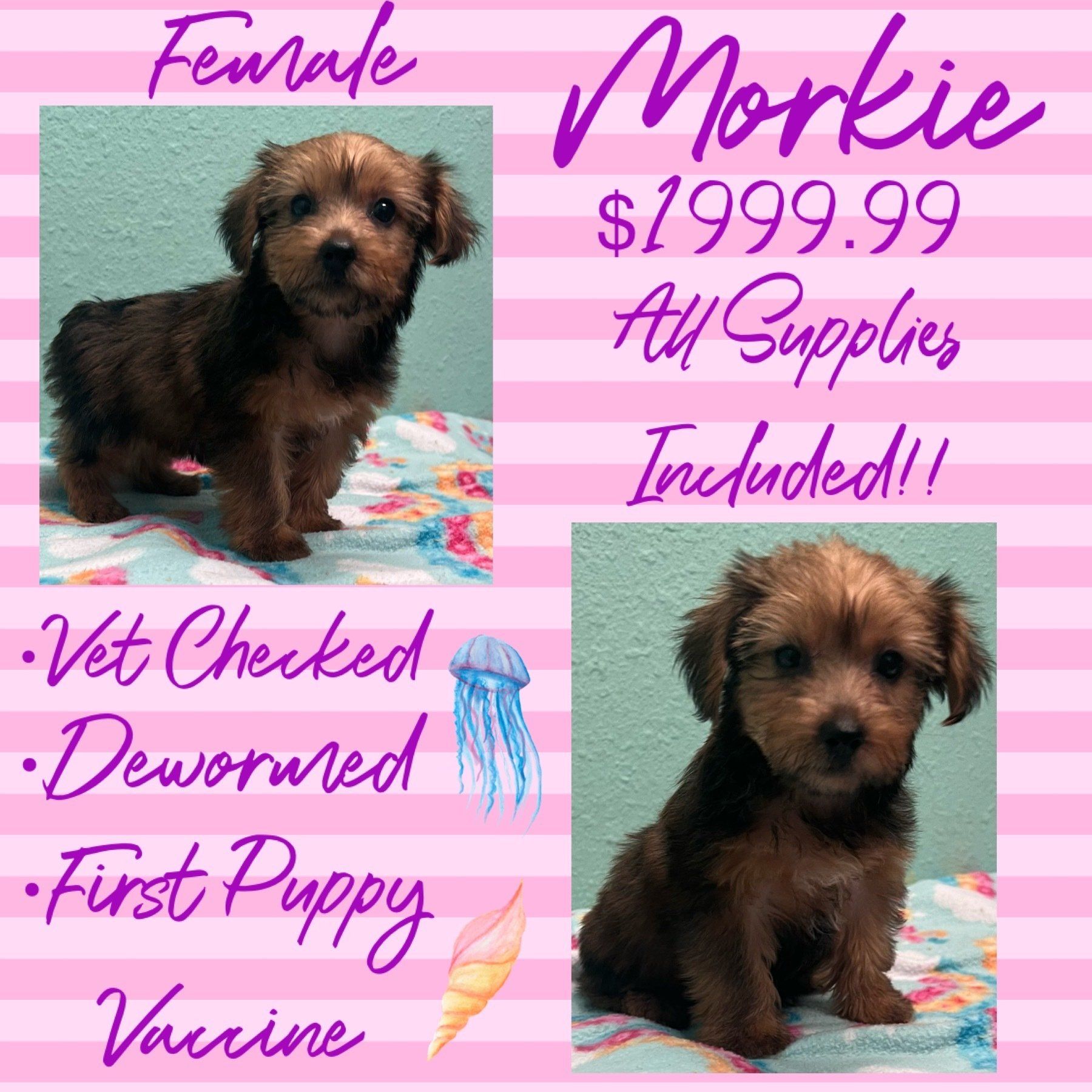 A female morkie puppy is for sale for $ 199.99.