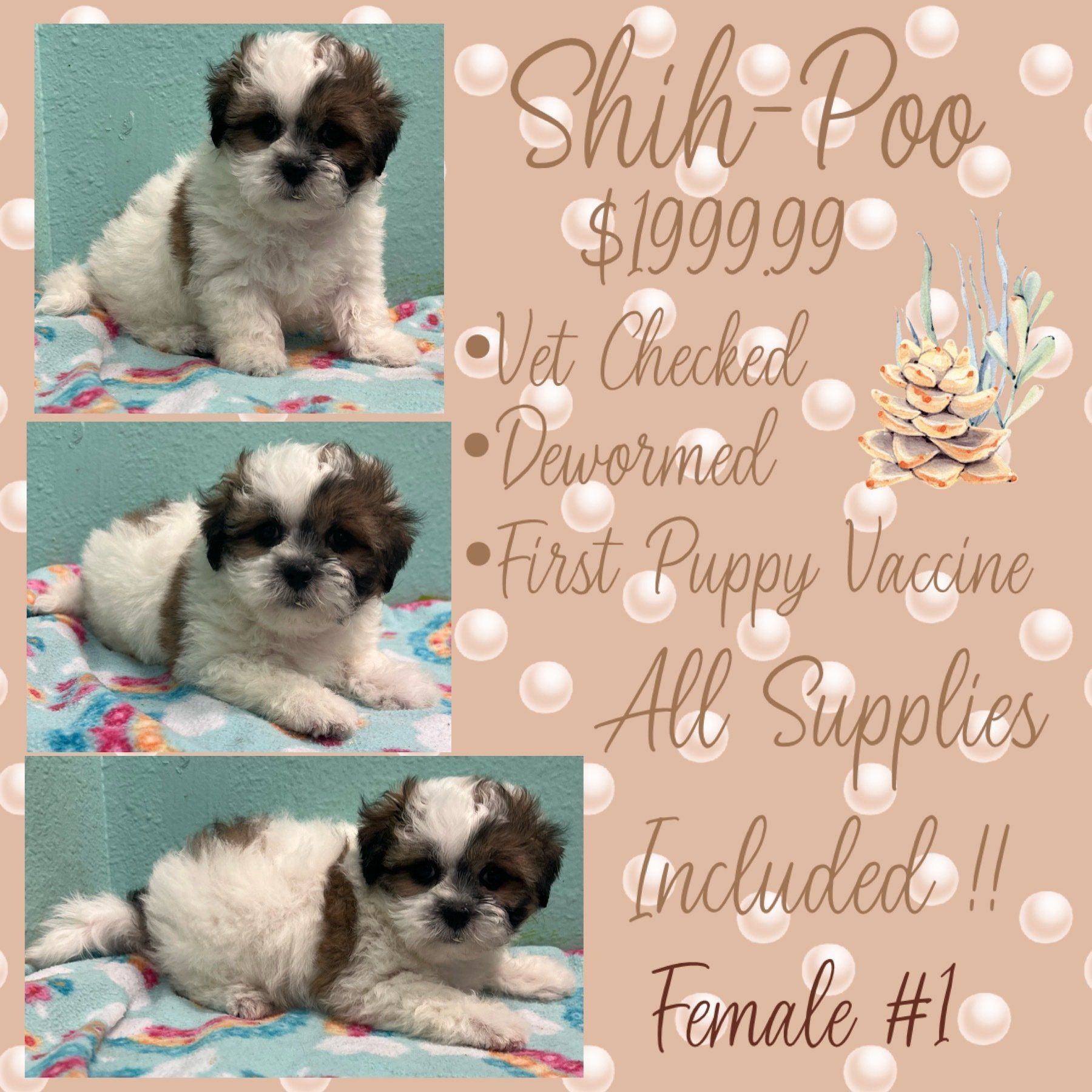 A shih poo puppy is for sale for $ 1999.99