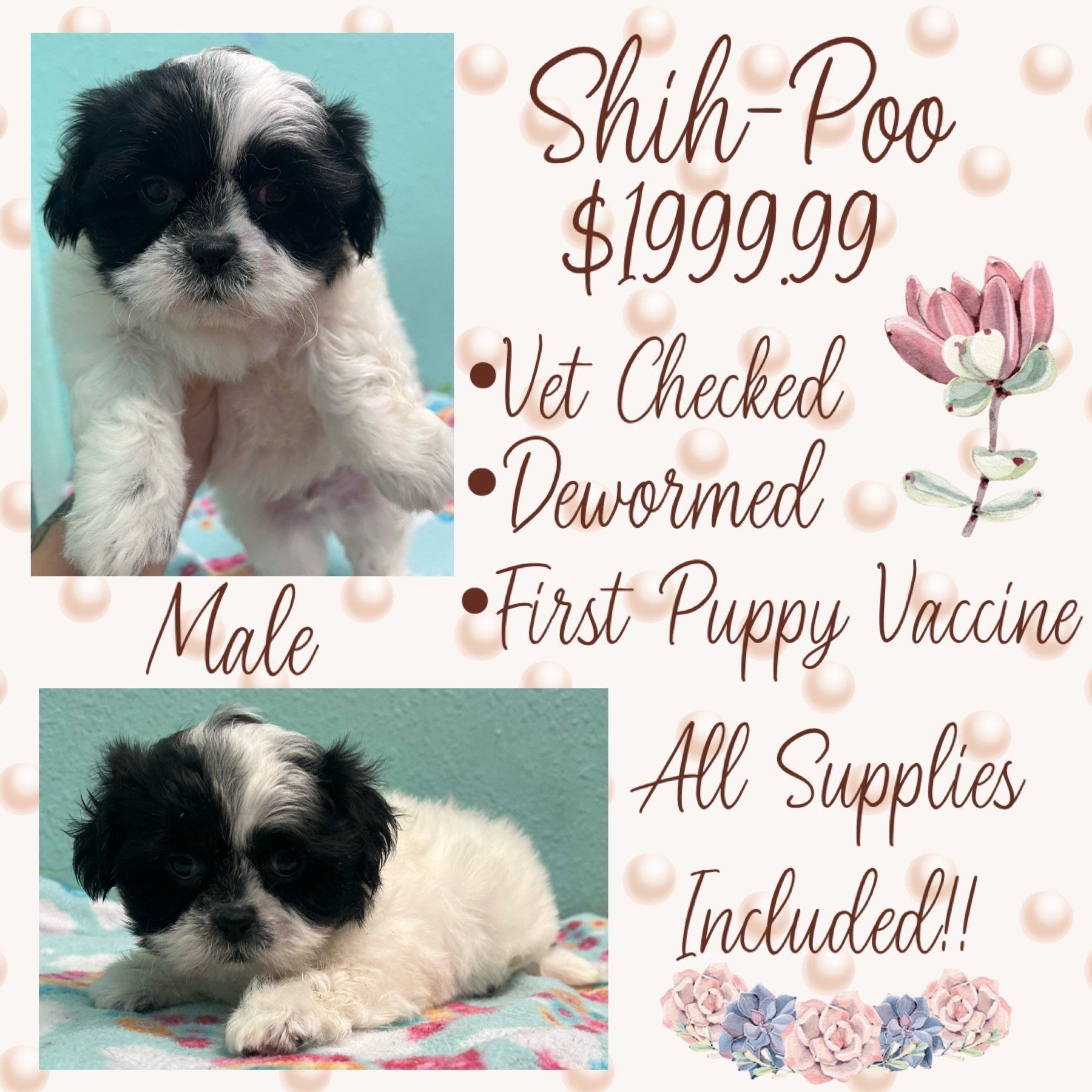 A black and white puppy is for sale for $ 199.99.