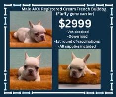 A white french bulldog puppy is for sale for $ 2999.