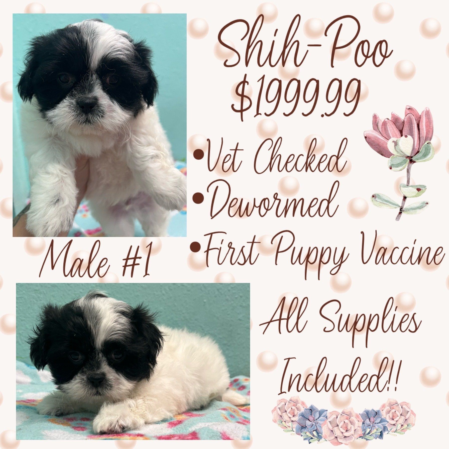 A black and white puppy is for sale for $ 199.99.