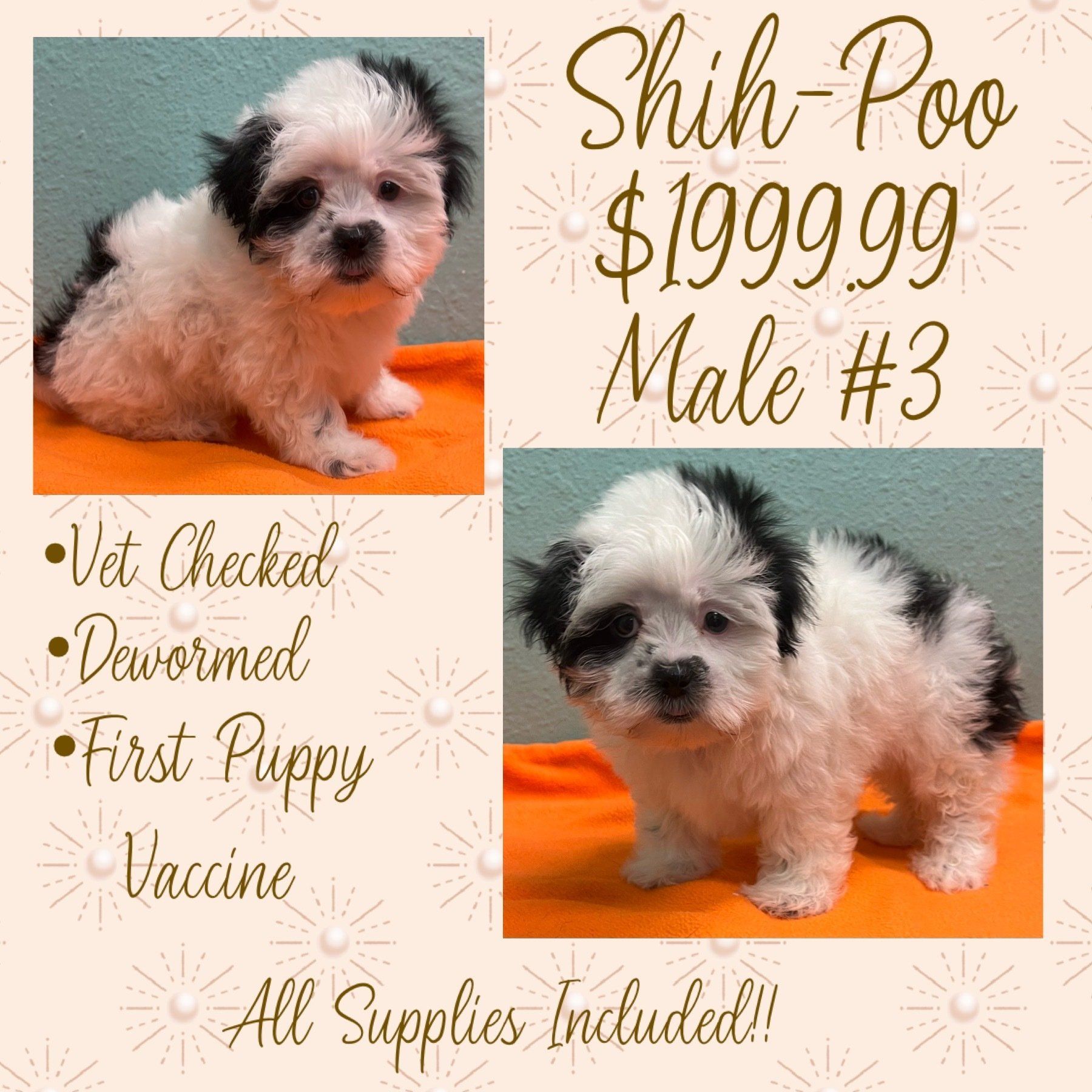 A black and white puppy is for sale for $ 199.99.