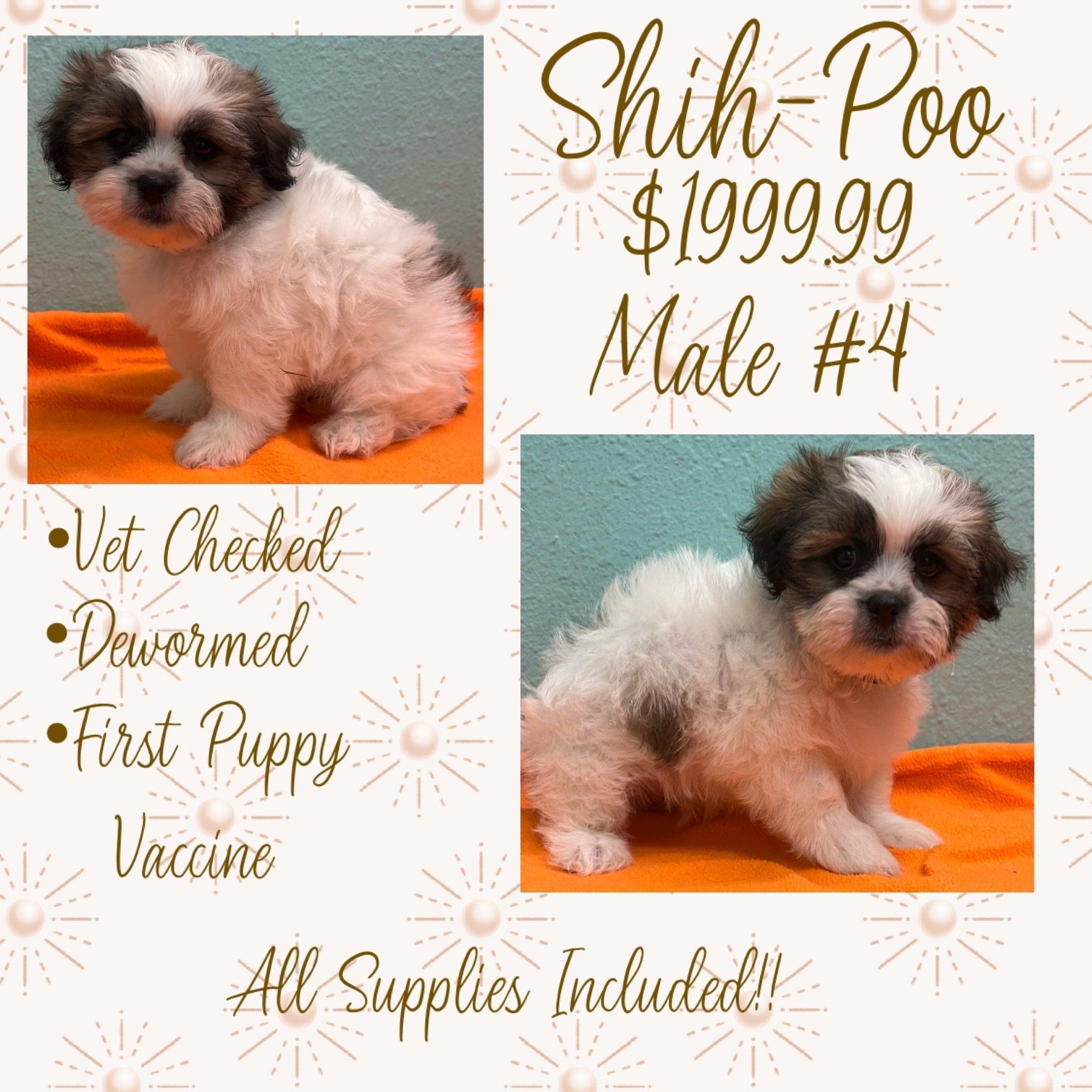 A shih tzu puppy is sitting on an orange blanket.