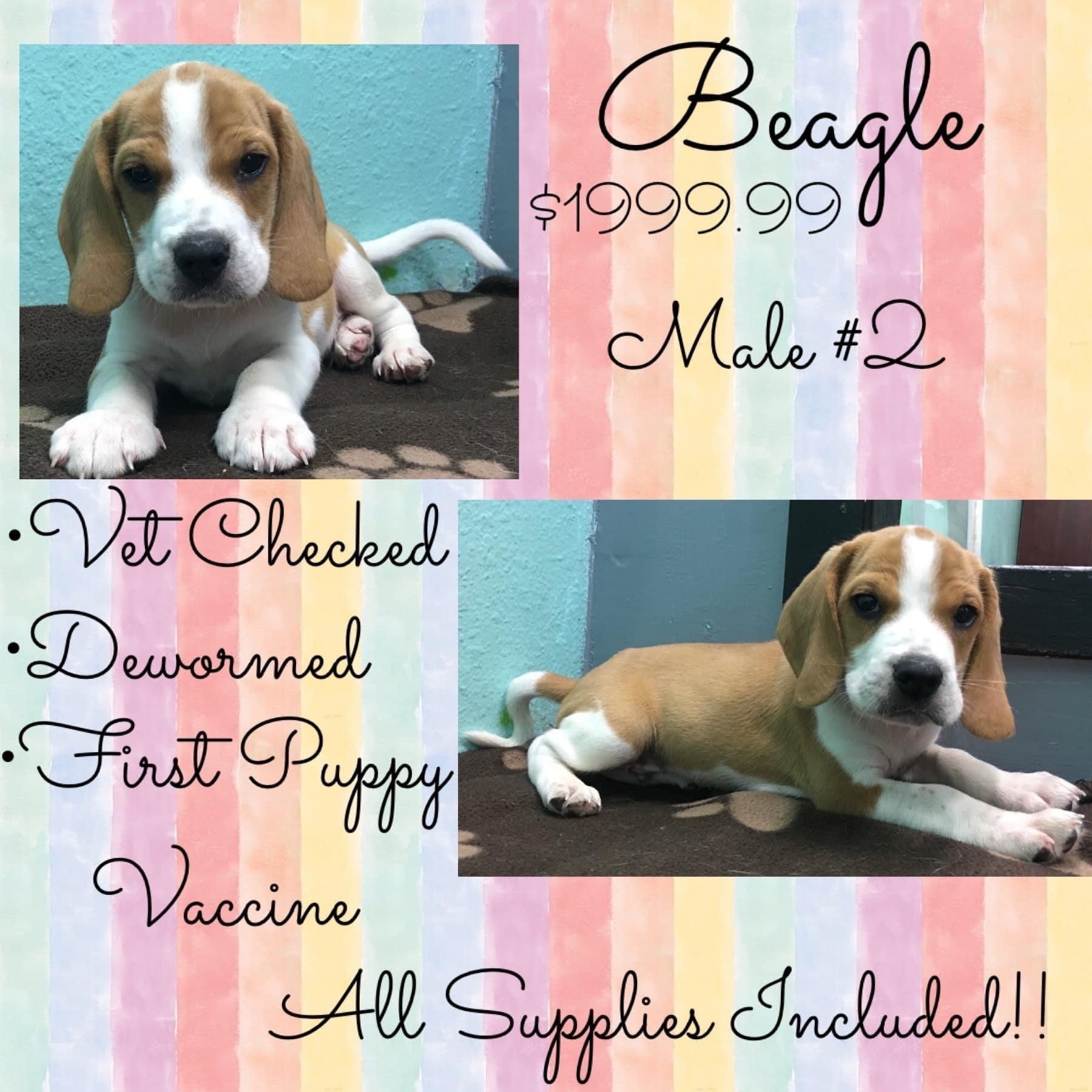 A beagle puppy is for sale for $ 1999.99