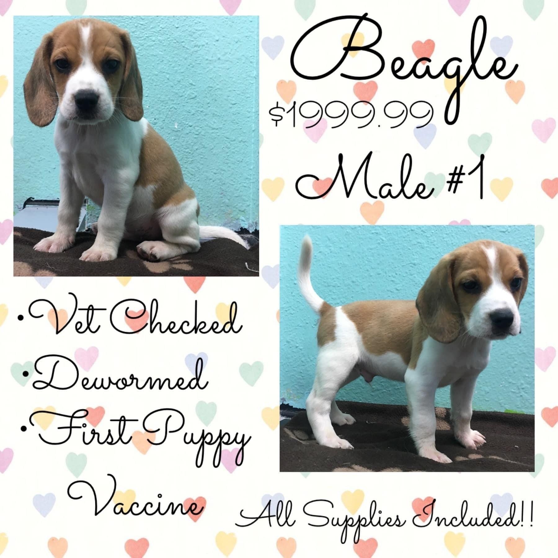 A beagle puppy is for sale for $ 199.99