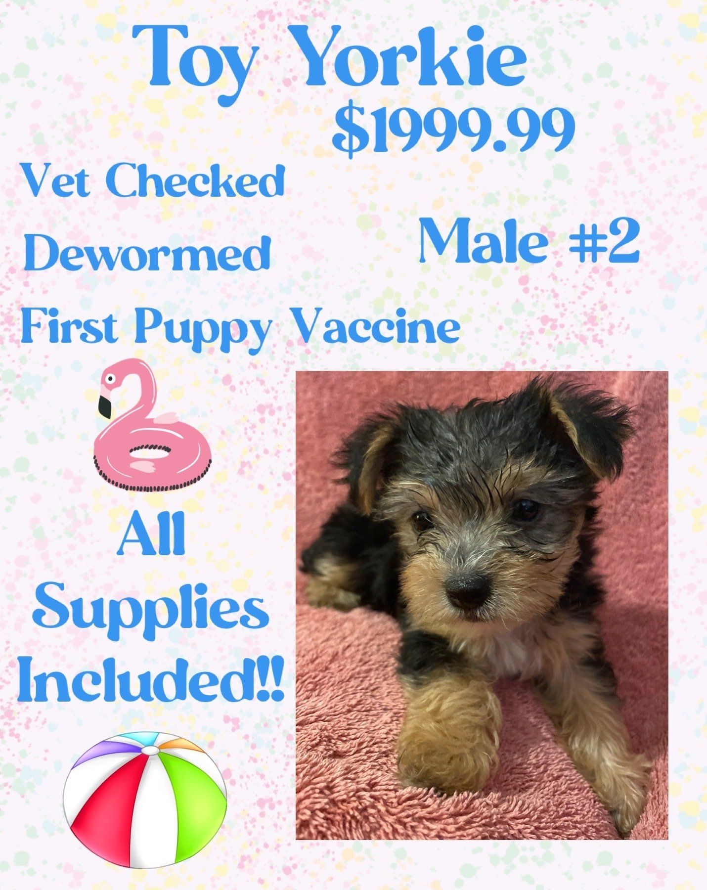 A toy yorkie puppy is for sale for $ 199.99.