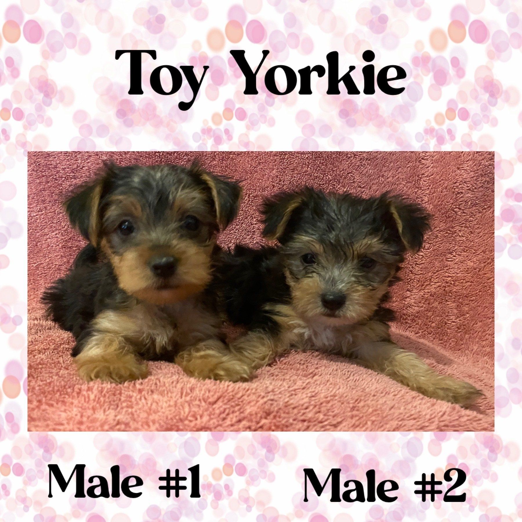Two toy yorkie puppies are laying on a pink blanket.