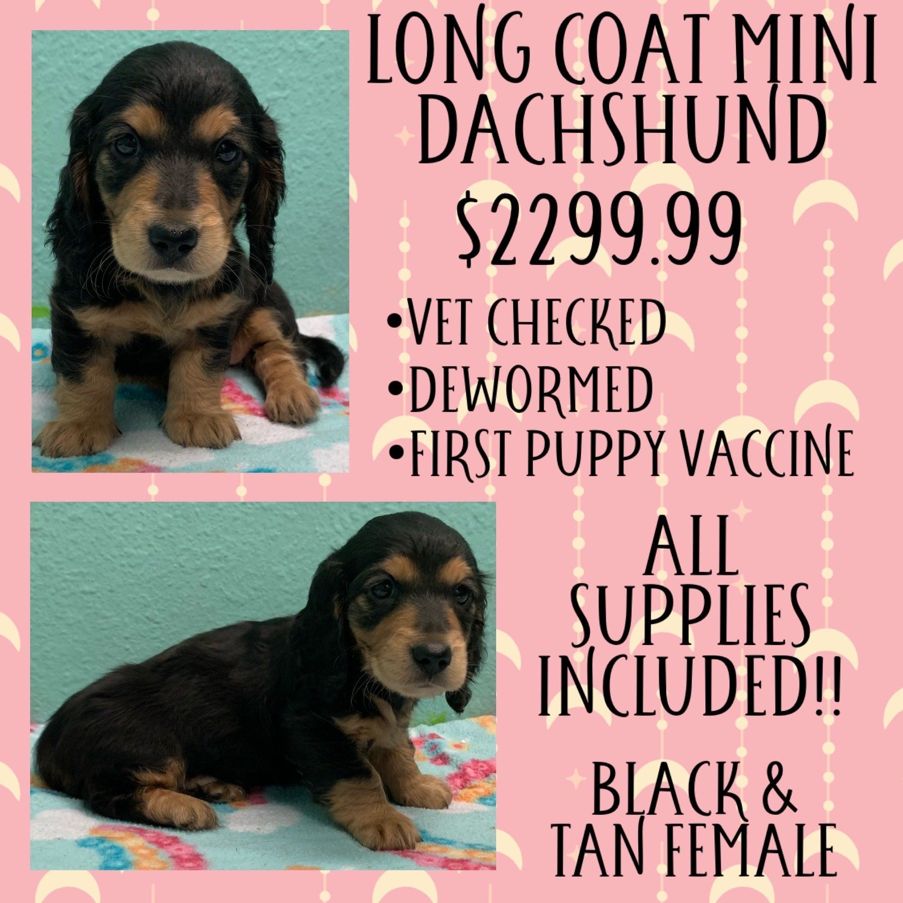 A long coat mini dachshund puppy for sale for $299.99